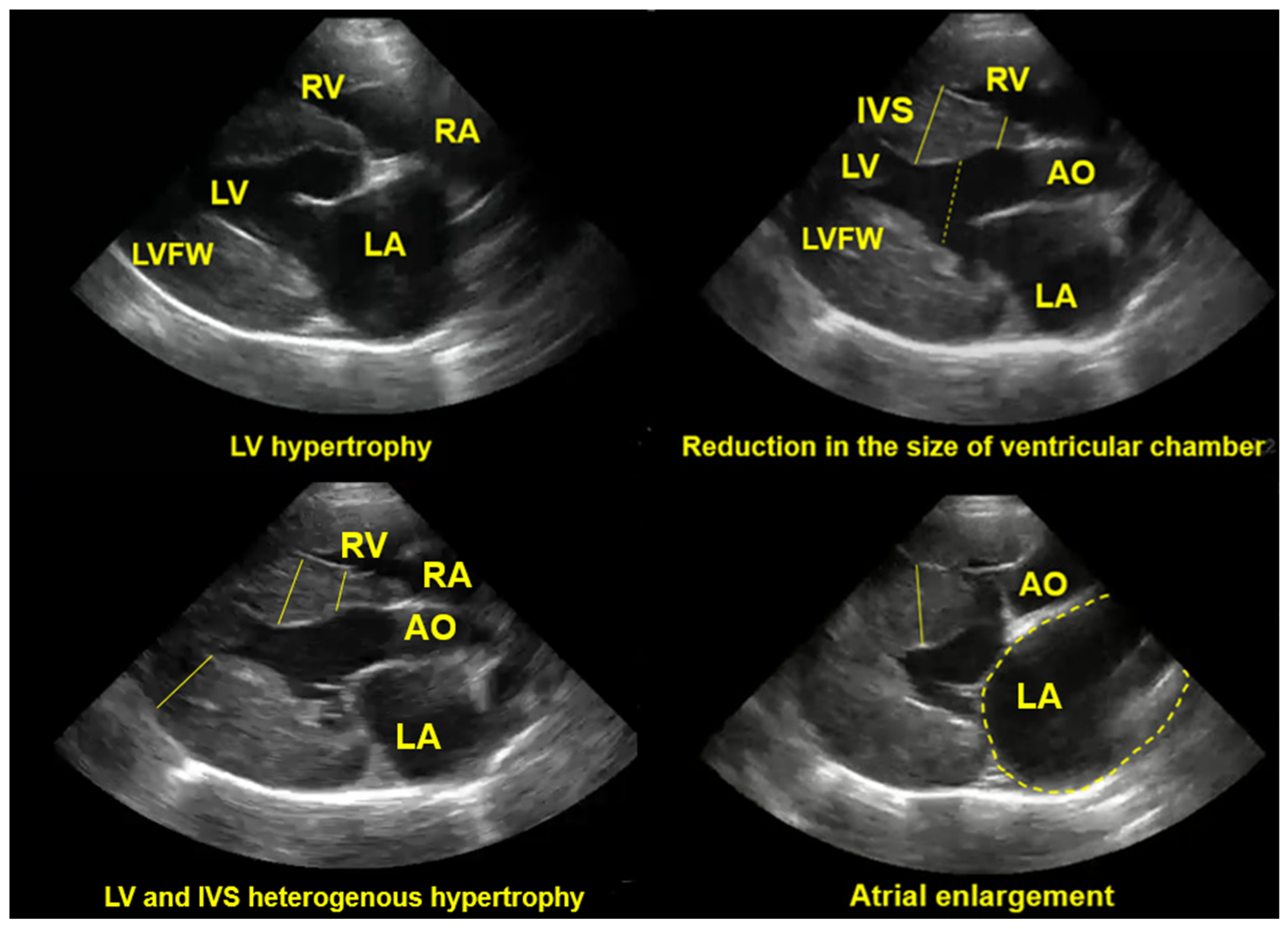 Vetsci 12 00289 g005