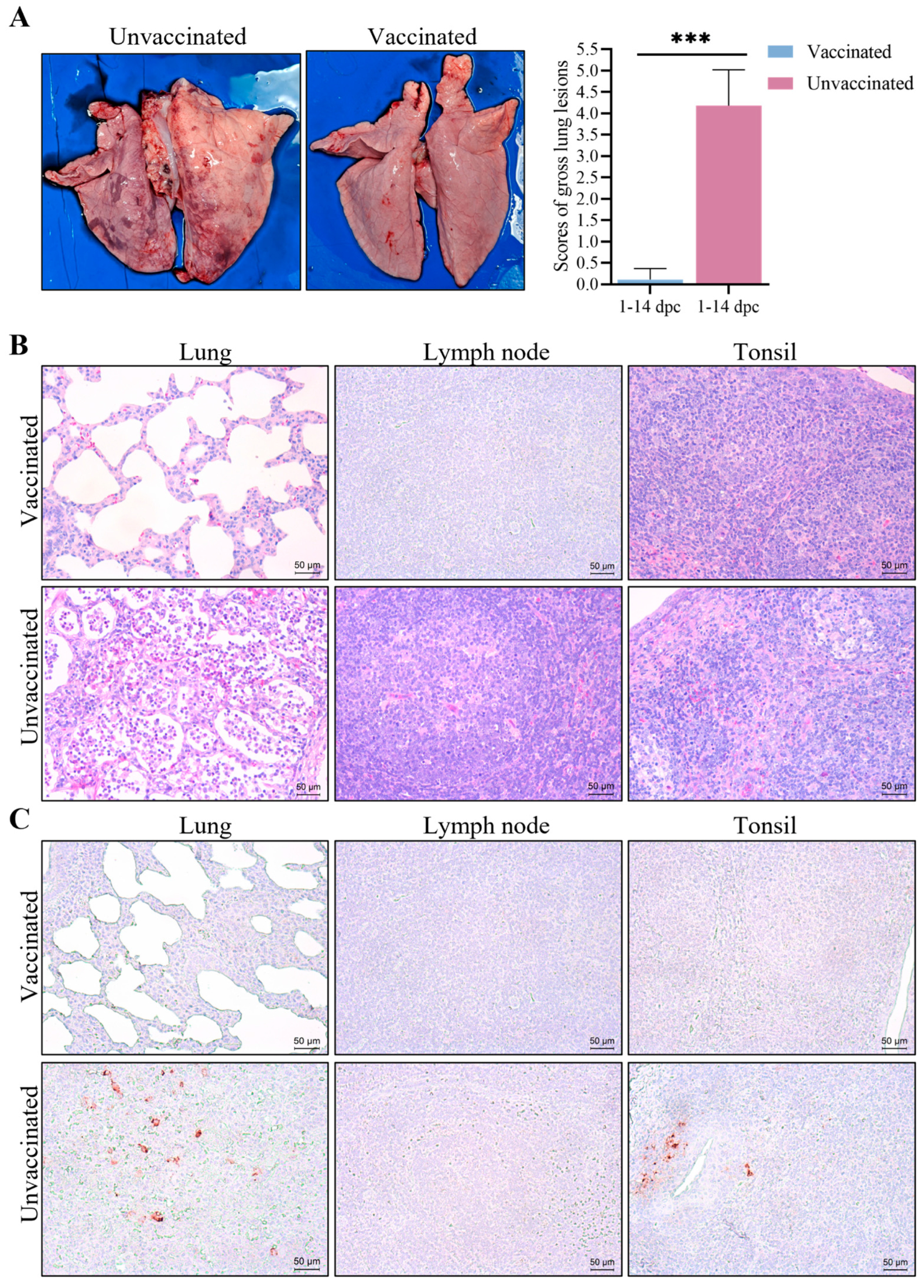 Vetsci 12 00290 g007