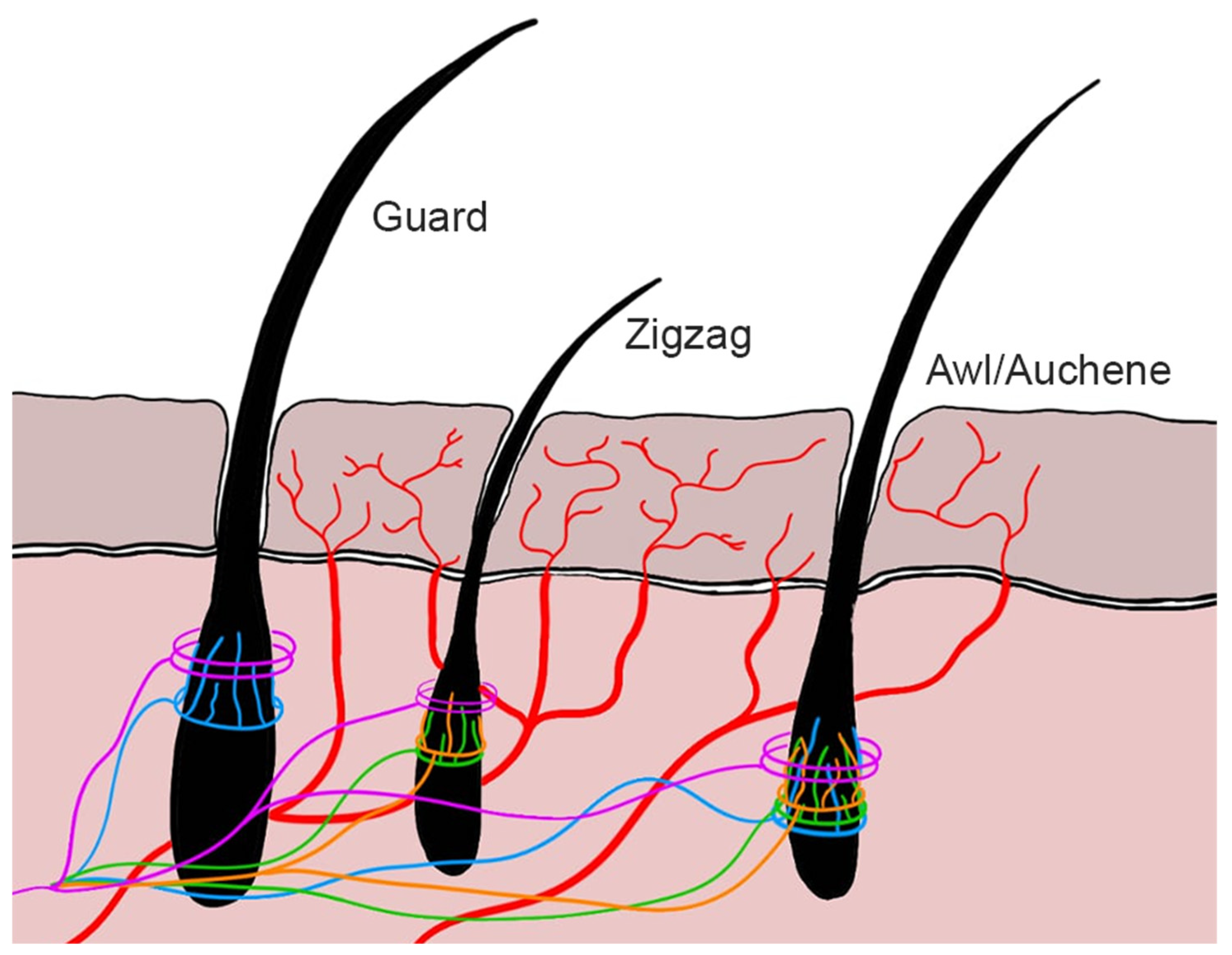 Vetsci 12 00291 g001