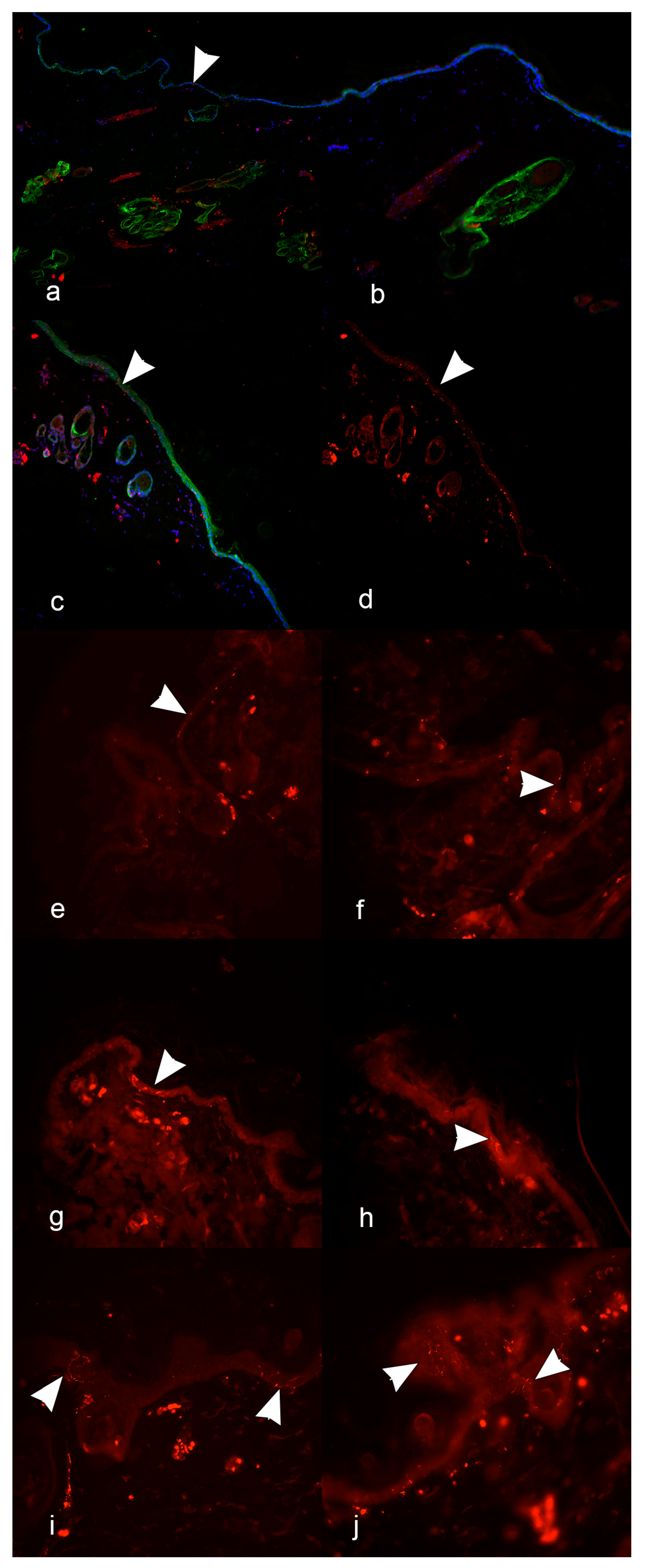 Vetsci 12 00291 g002