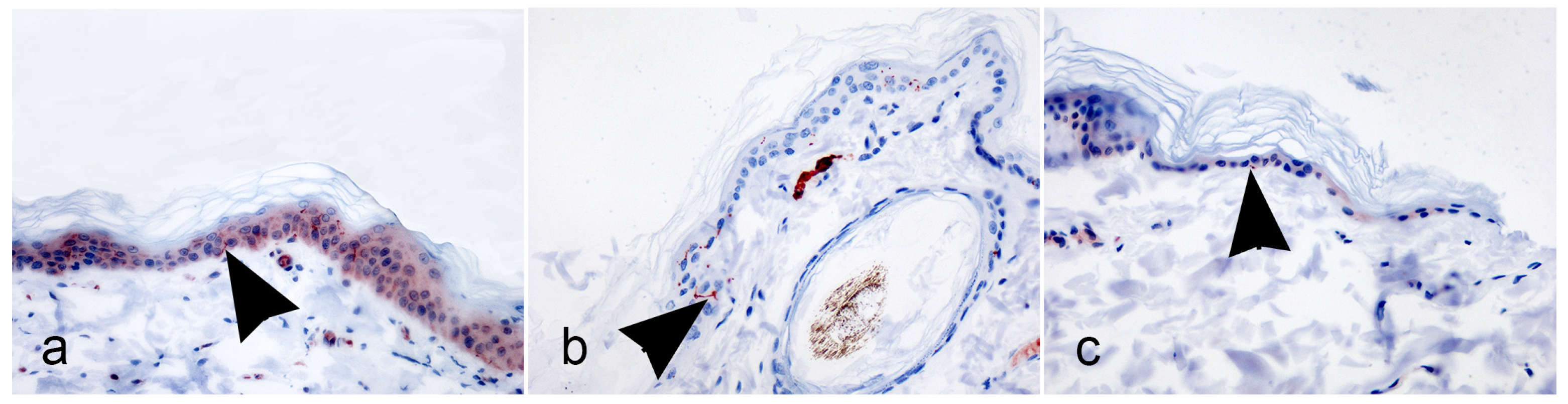 Vetsci 12 00291 g003