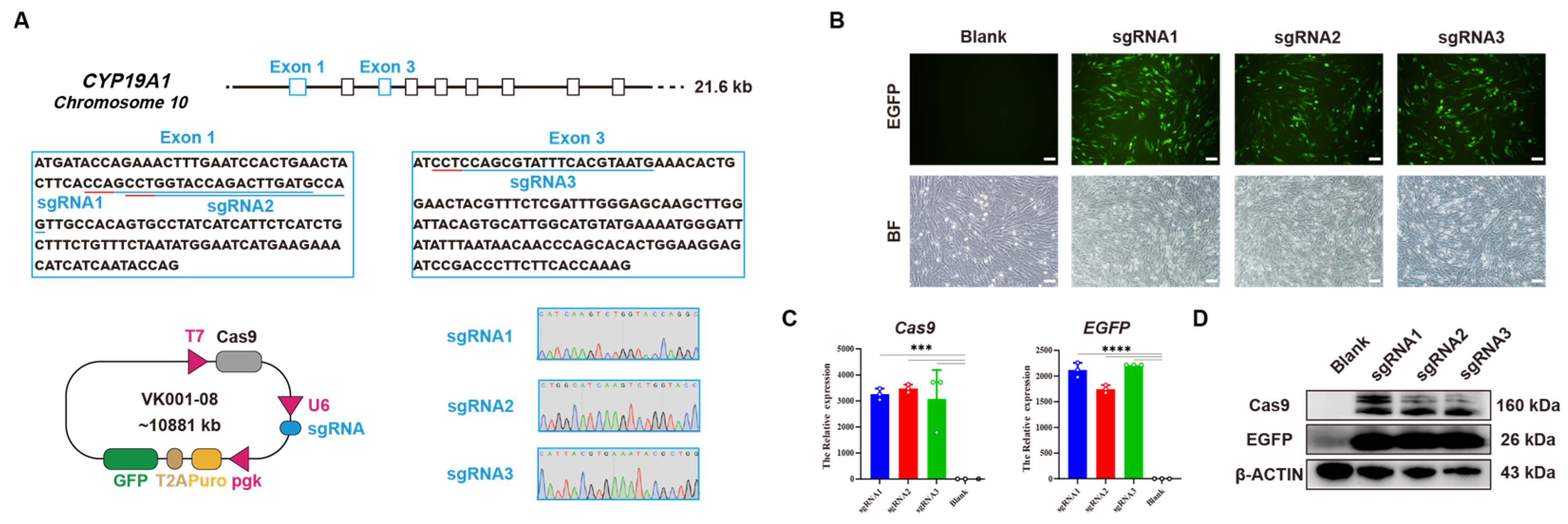 An Inducible CYP19A1 Excision Model for Sexual