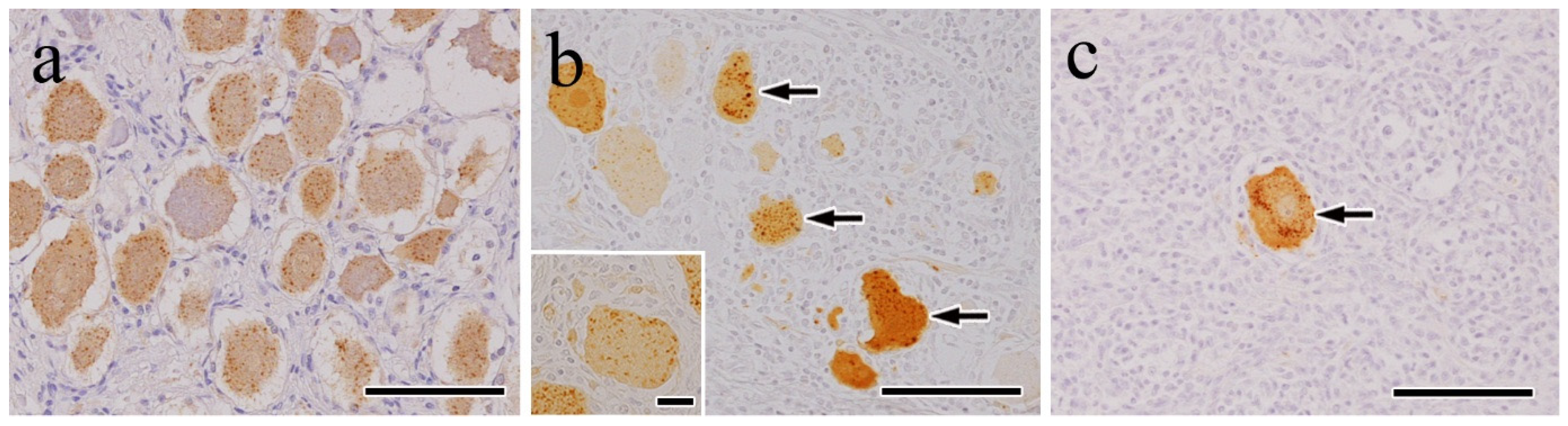 Vetsci 12 00299 g003