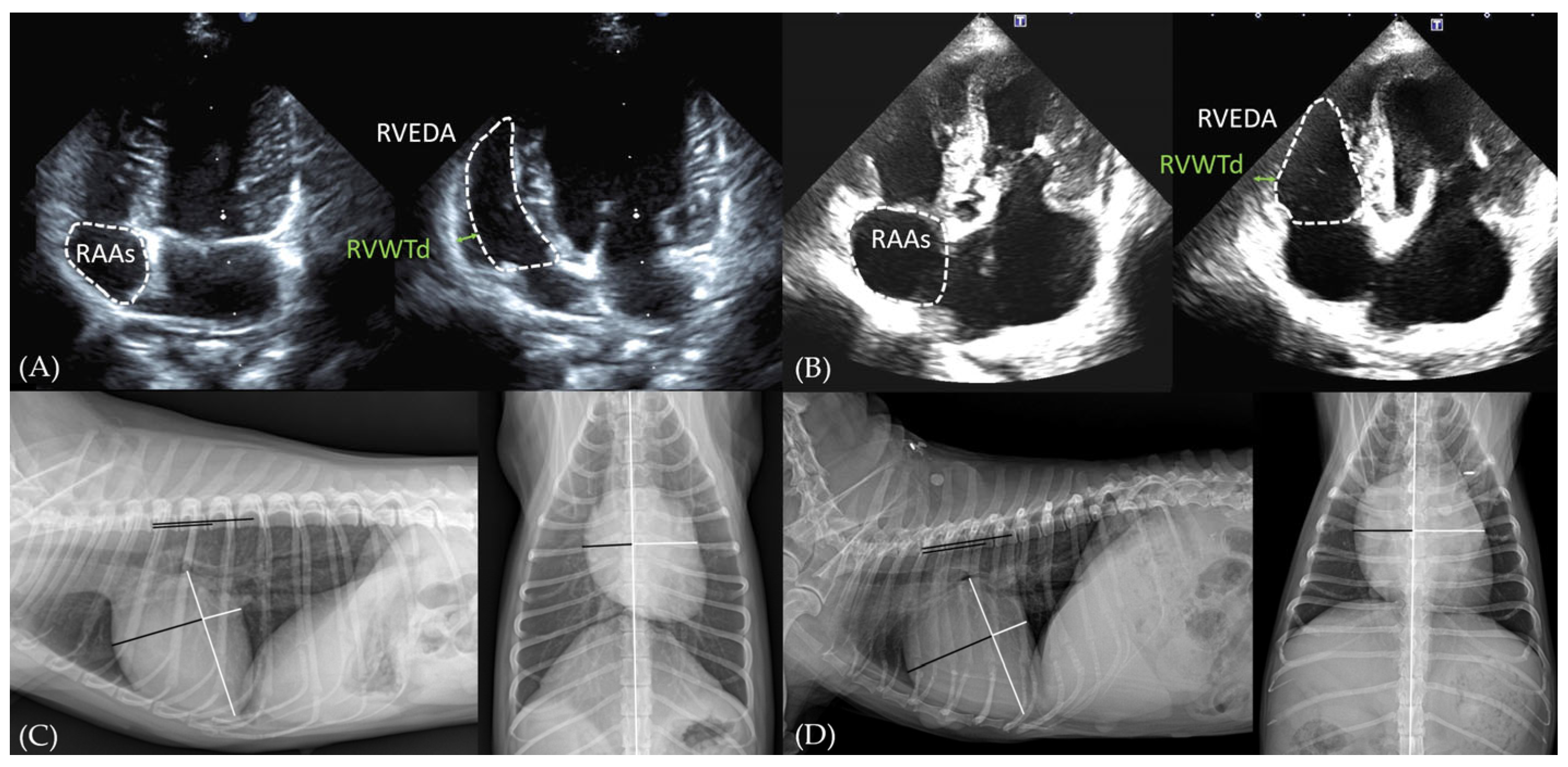 Vetsci 12 00300 g001