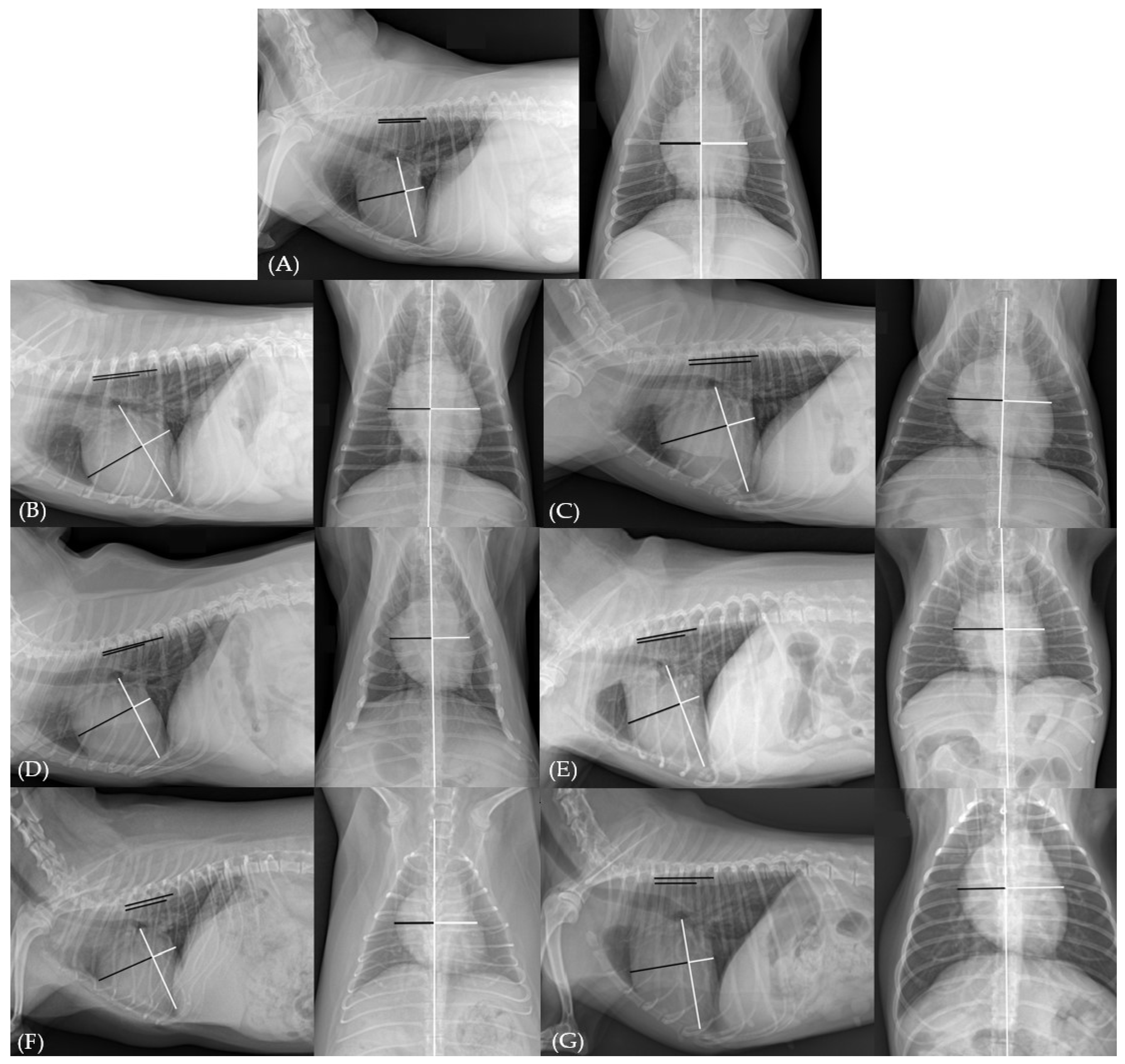Vetsci 12 00300 g003