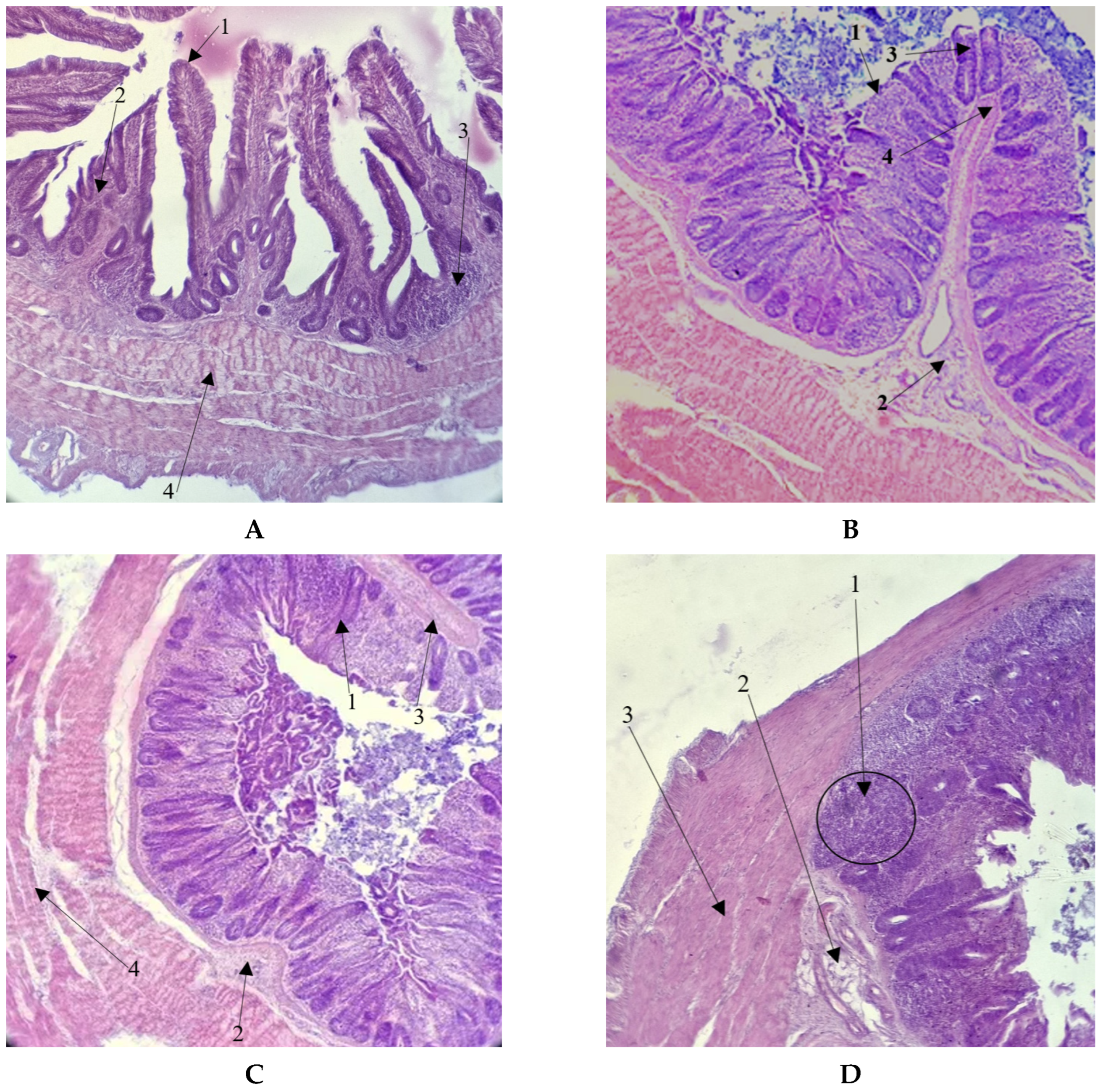Vetsci 12 00302 g002