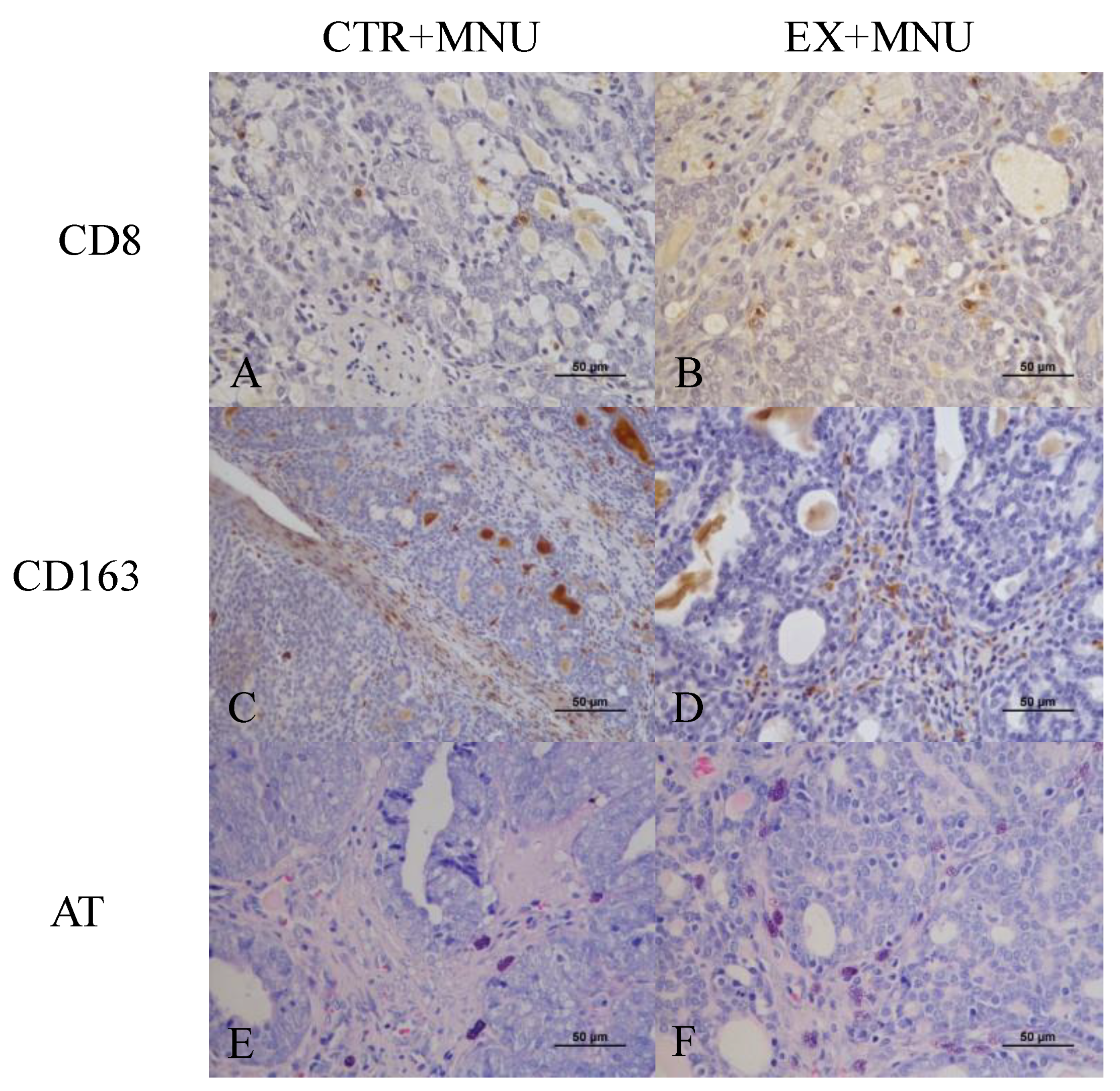 Vetsci 12 00303 g007