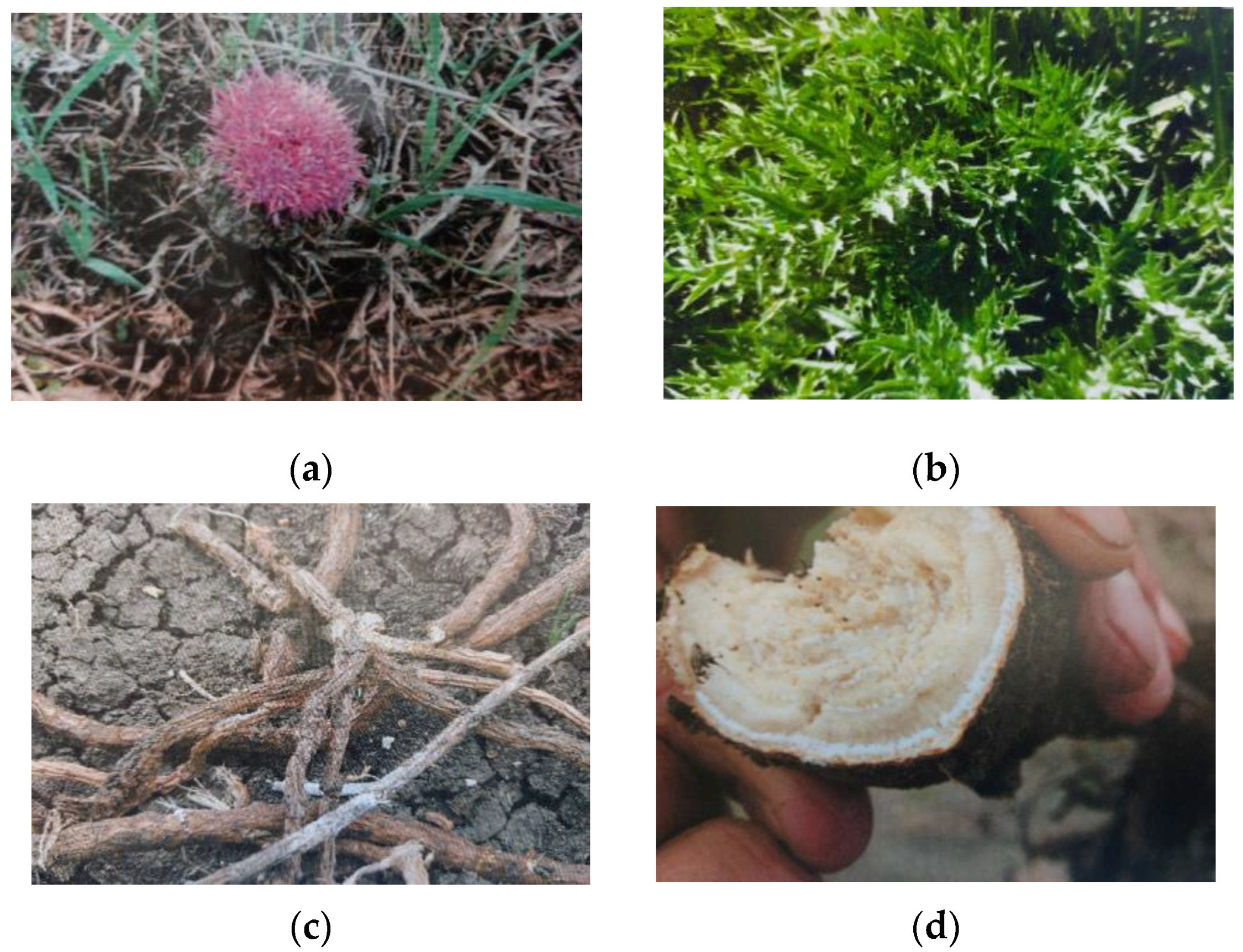 Vetsci 12 00305 g001