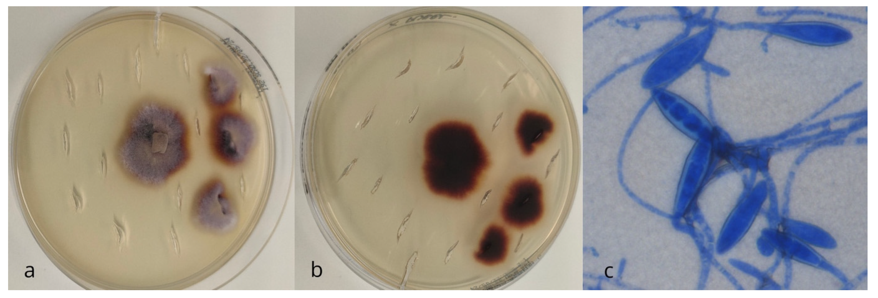 Vetsci 12 00306 g001 Vetsci 12 00306 g001