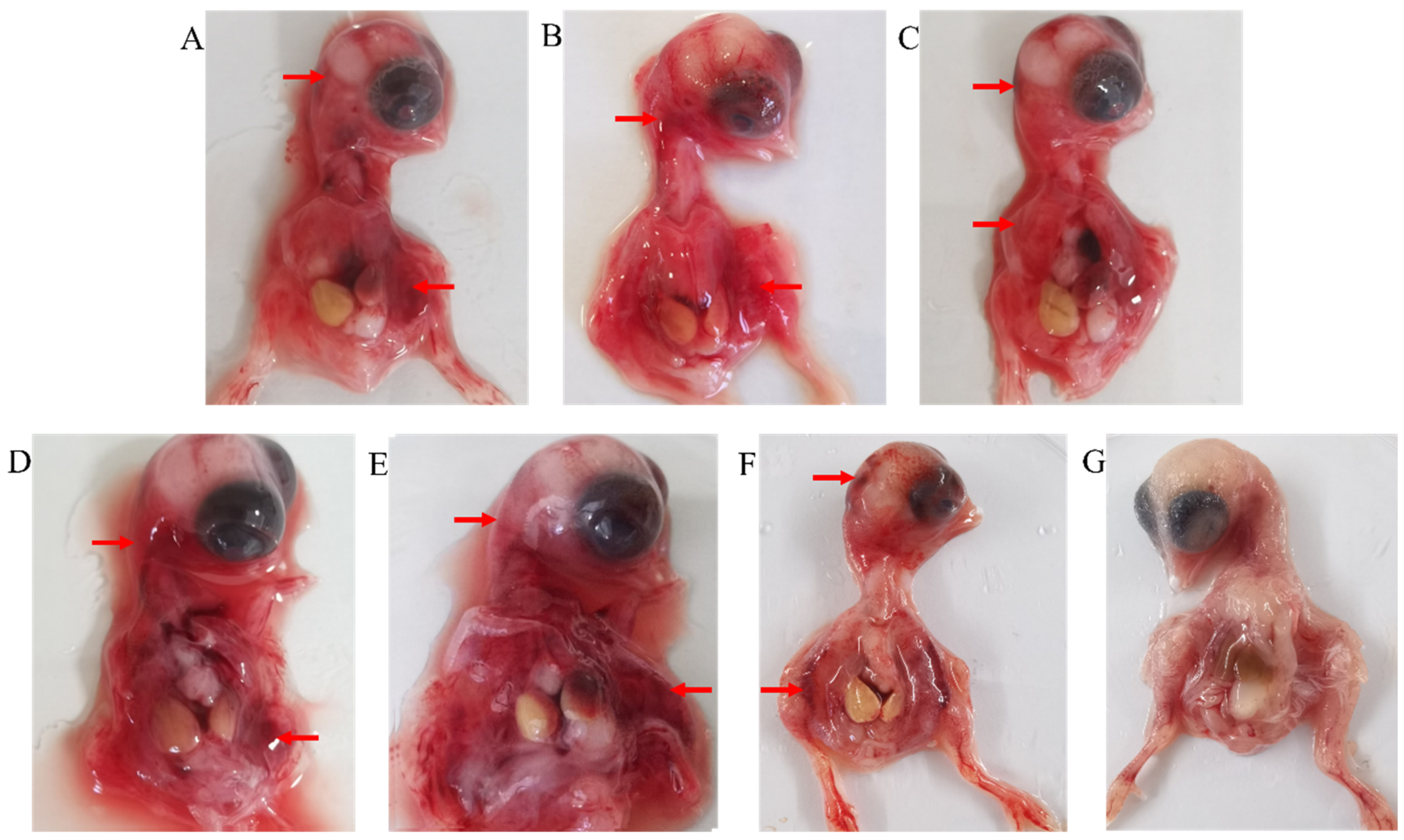 Vetsci 12 00307 g001