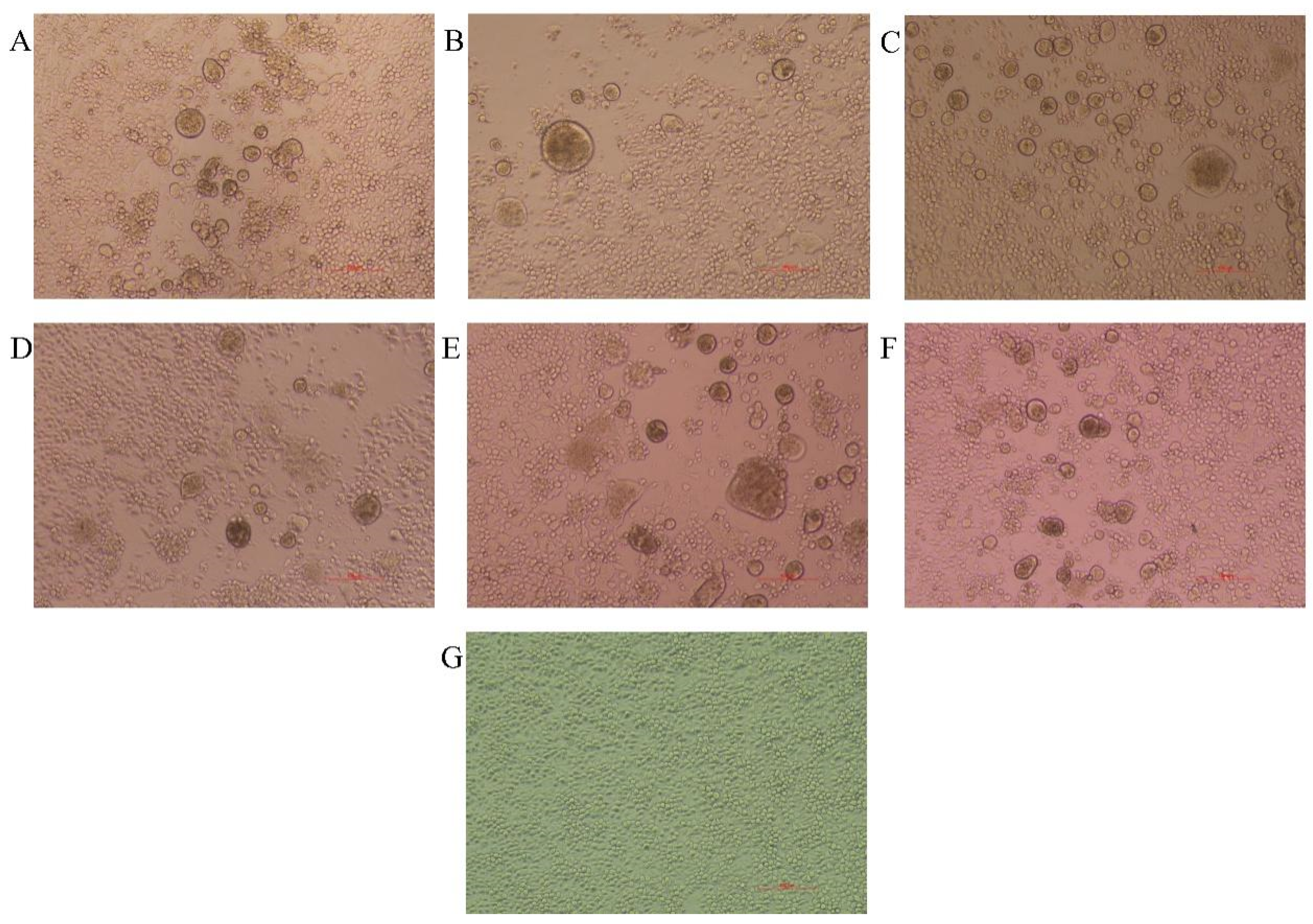 Vetsci 12 00307 g002