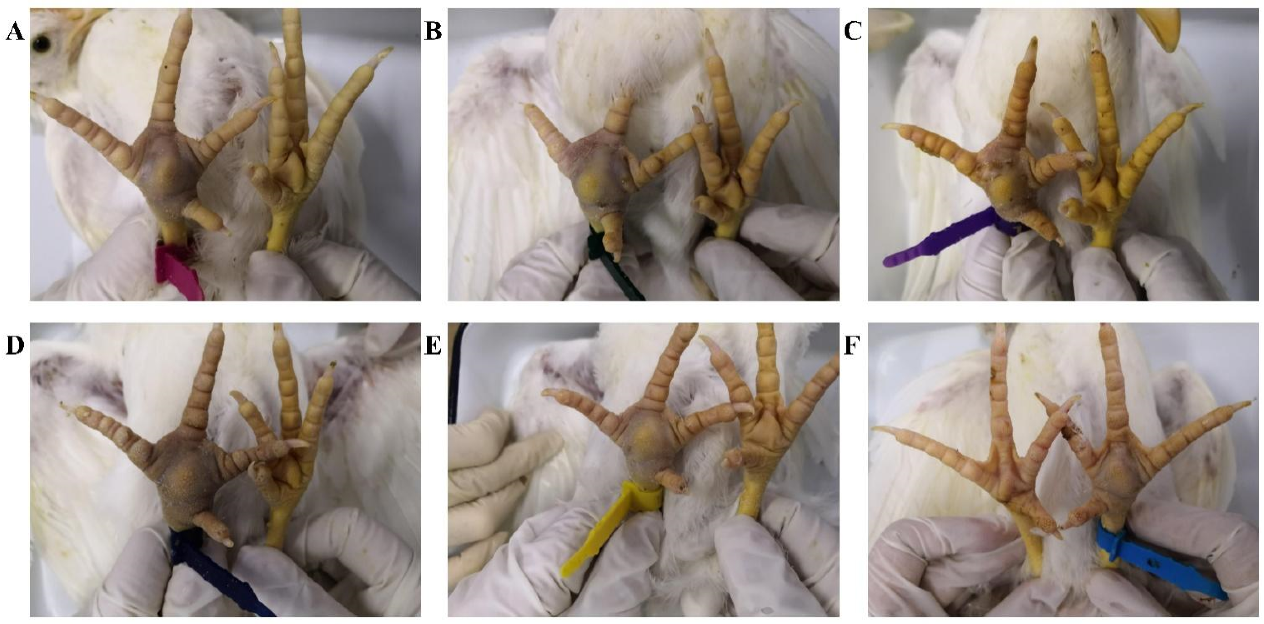 Vetsci 12 00307 g006