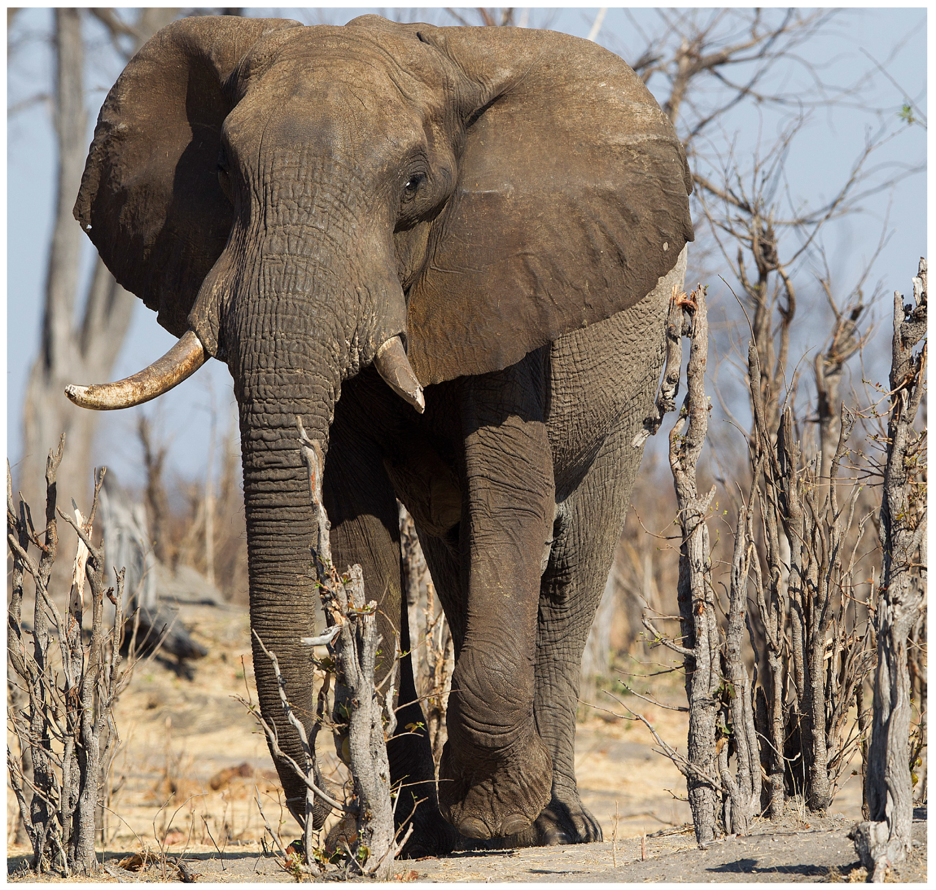 Vetsci 12 00312 g001