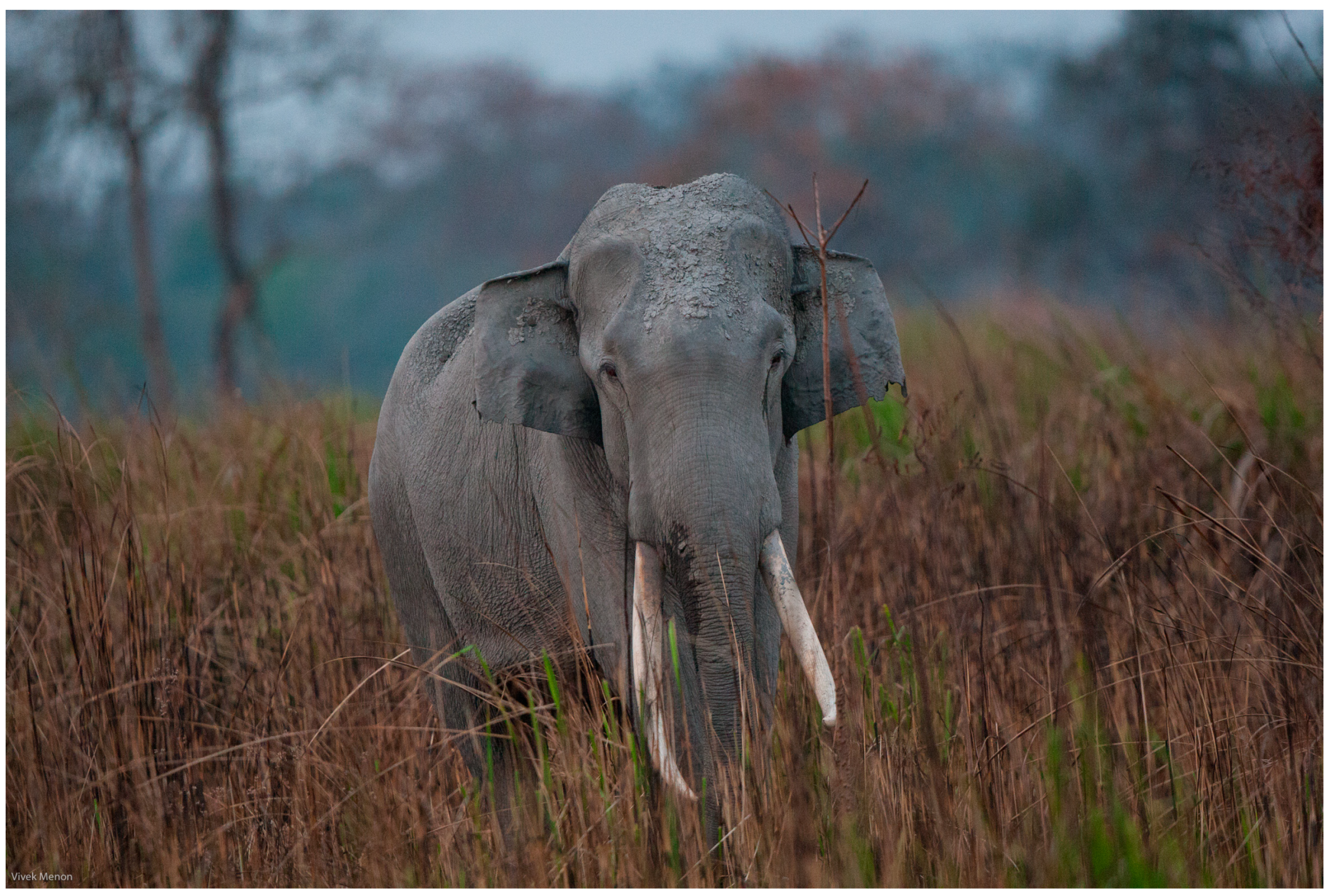 Vetsci 12 00312 g002