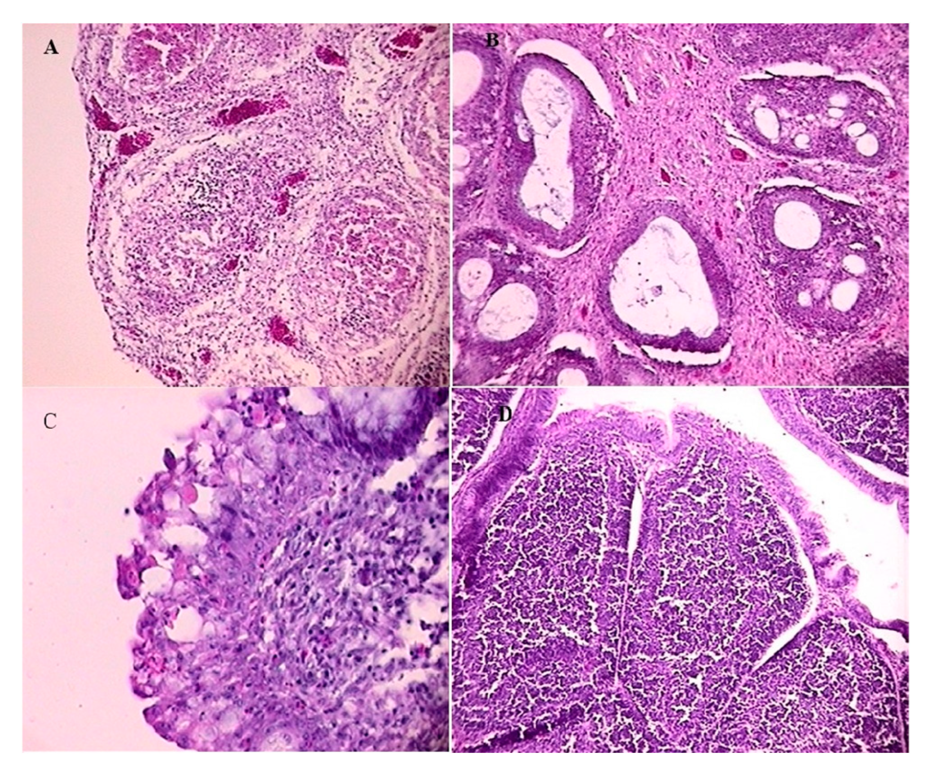 Vetsci 12 00319 g004