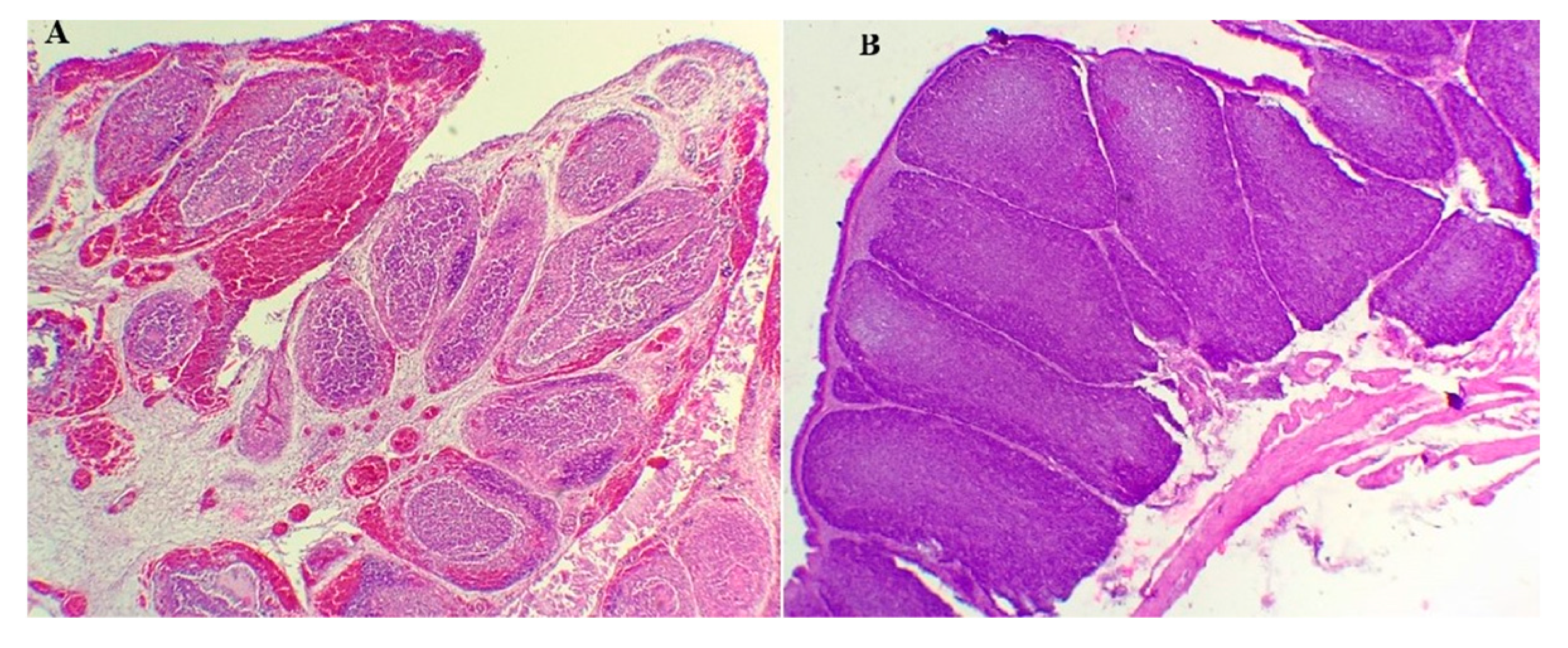 Vetsci 12 00319 g005