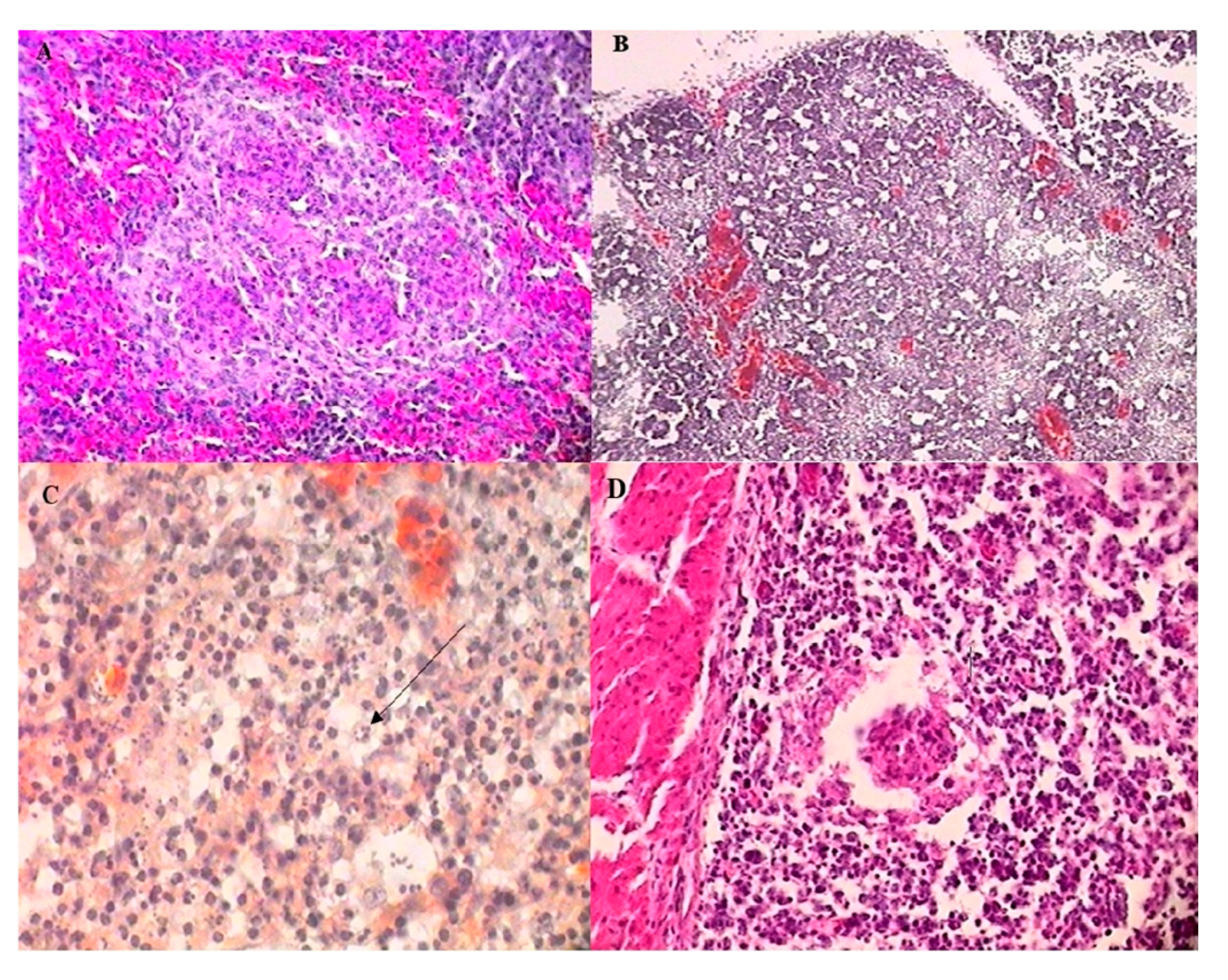 Vetsci 12 00319 g006