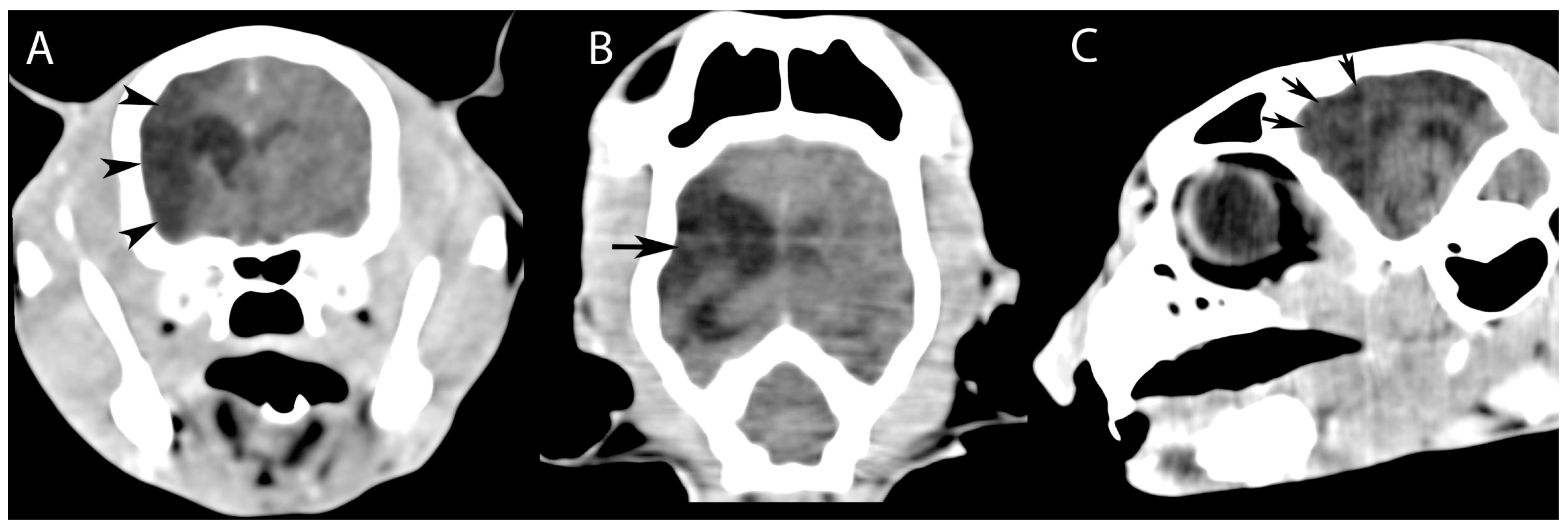 Vetsci 12 00320 g001
