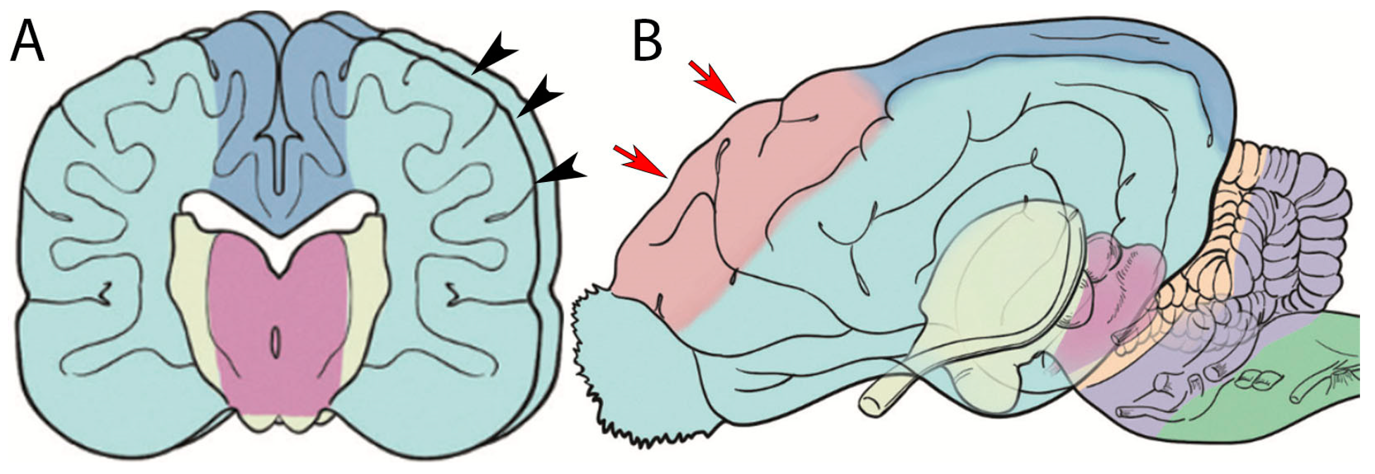 Vetsci 12 00320 g002