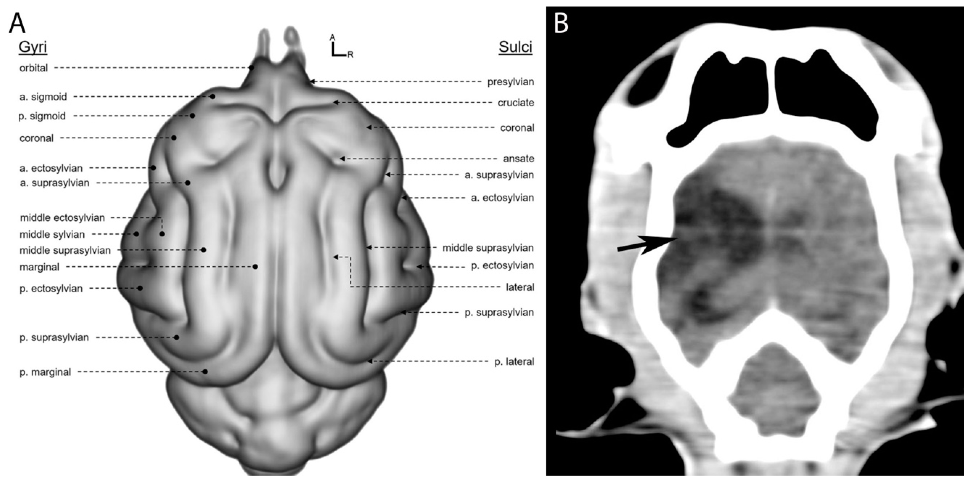 Vetsci 12 00320 g003