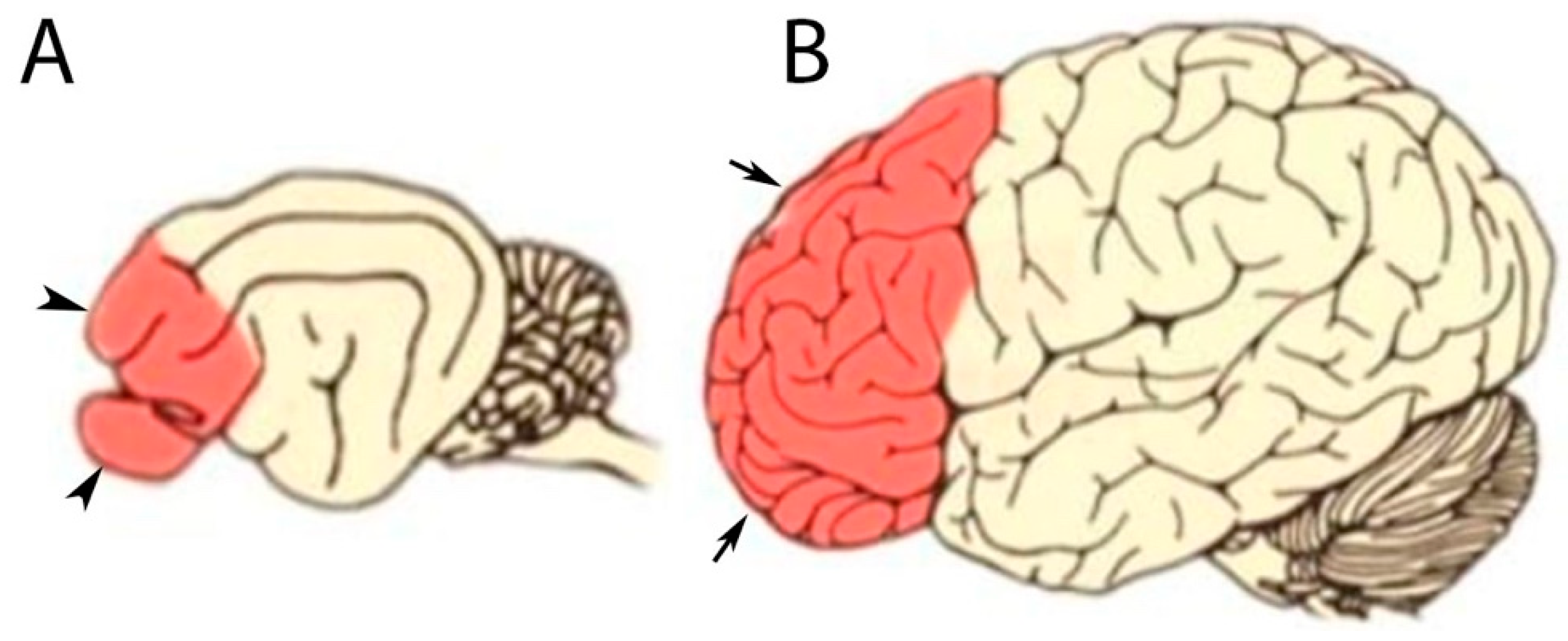 Vetsci 12 00320 g004