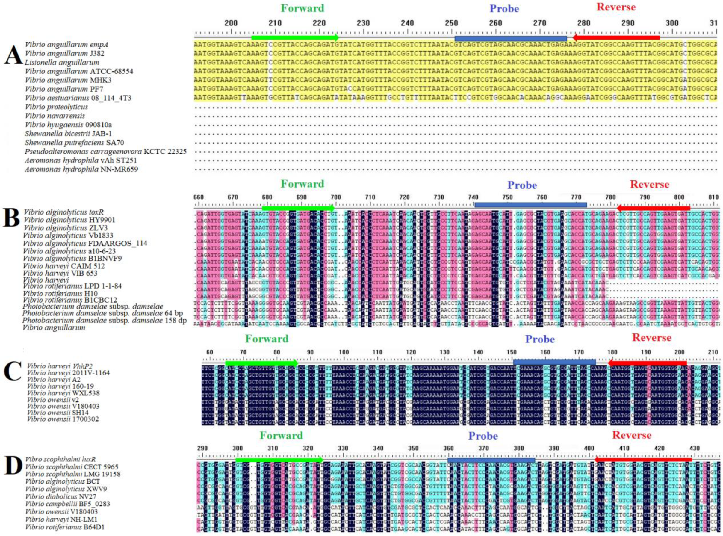 Development of Multiple Real-Time Fluorescent Quantitative