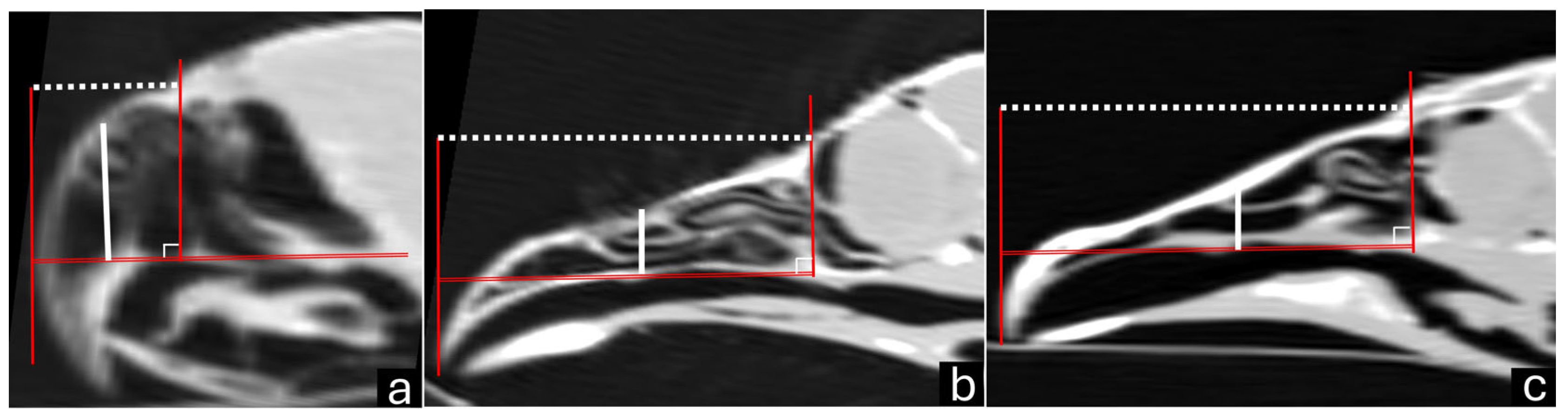 Vetsci 12 00331 g001