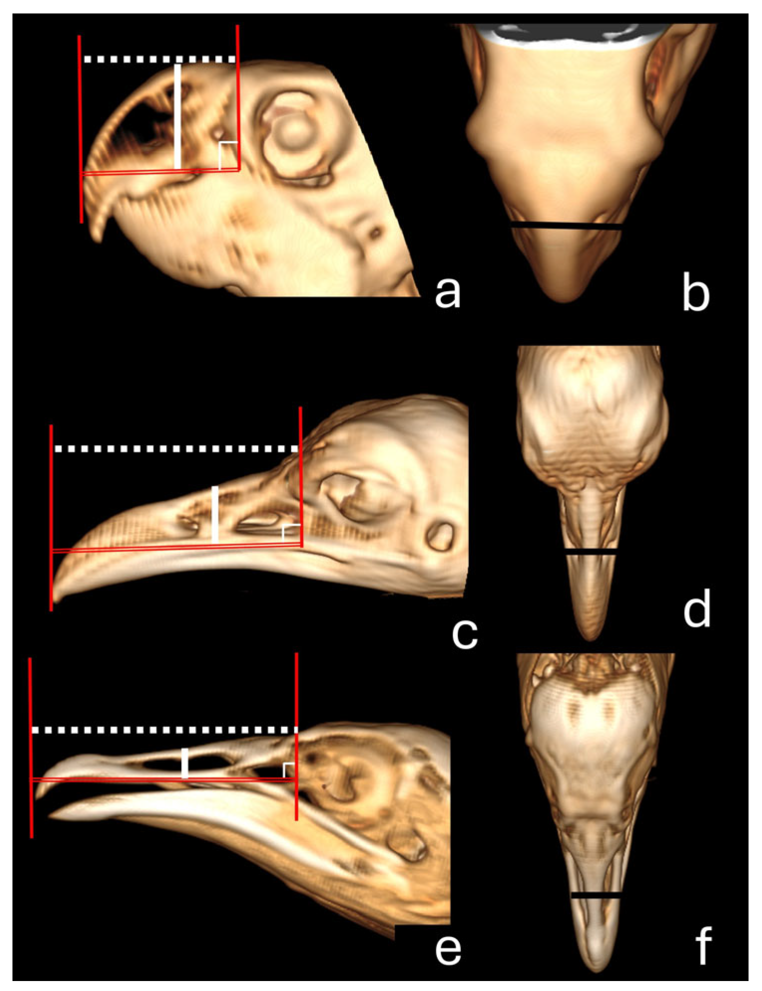 Vetsci 12 00331 g002