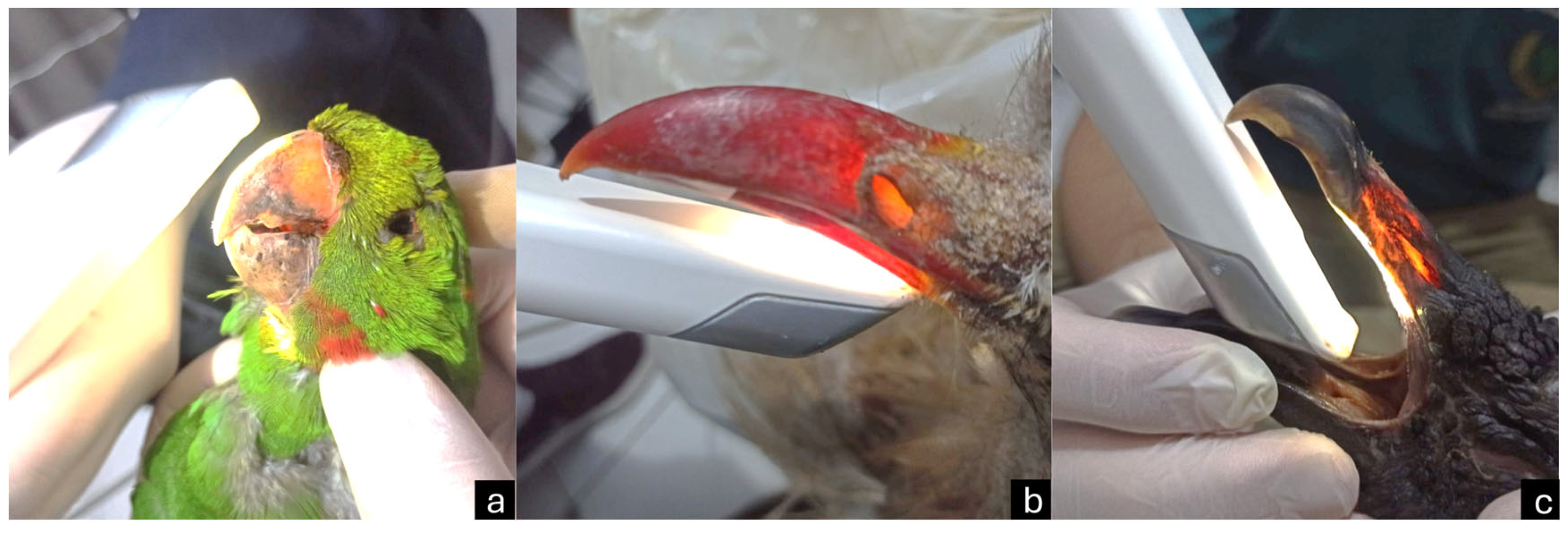 Vetsci 12 00331 g004