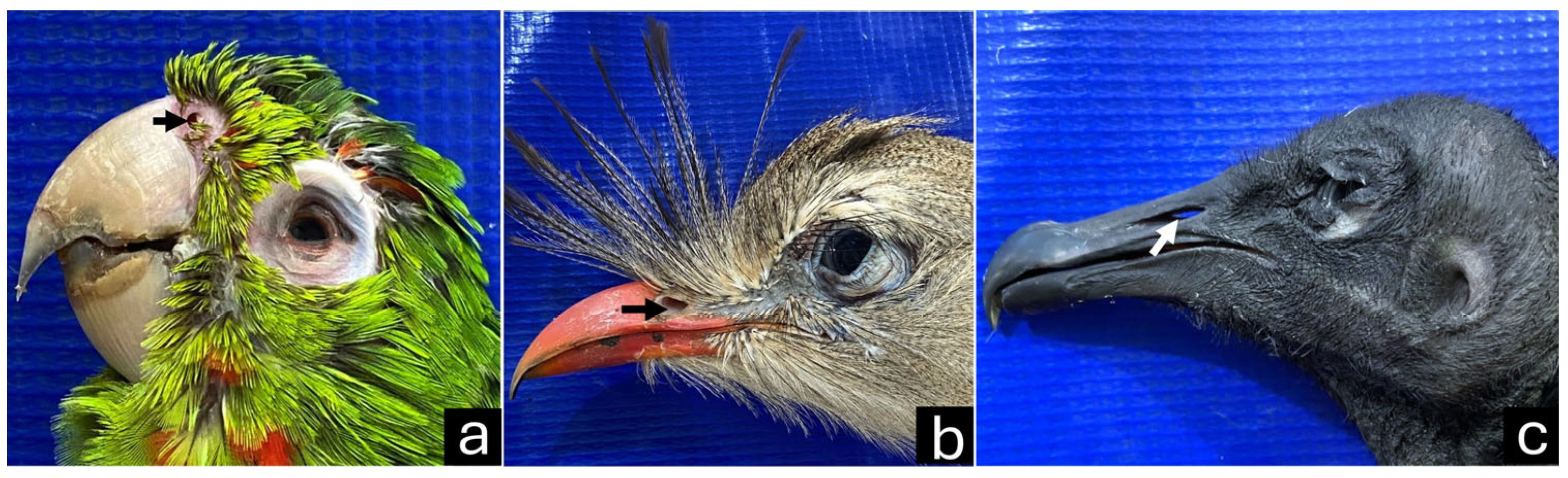 Vetsci 12 00331 g006