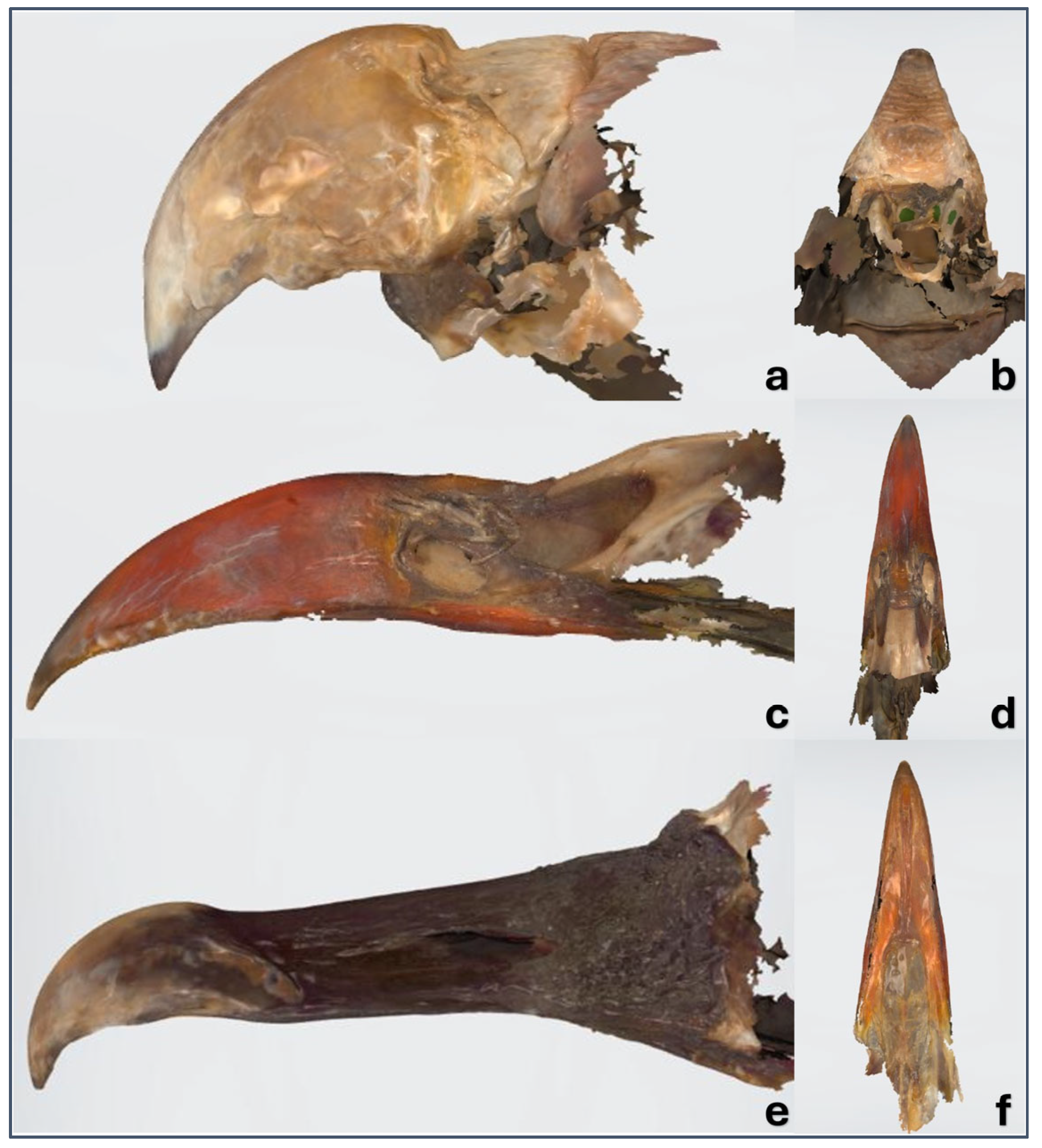 Vetsci 12 00331 g008