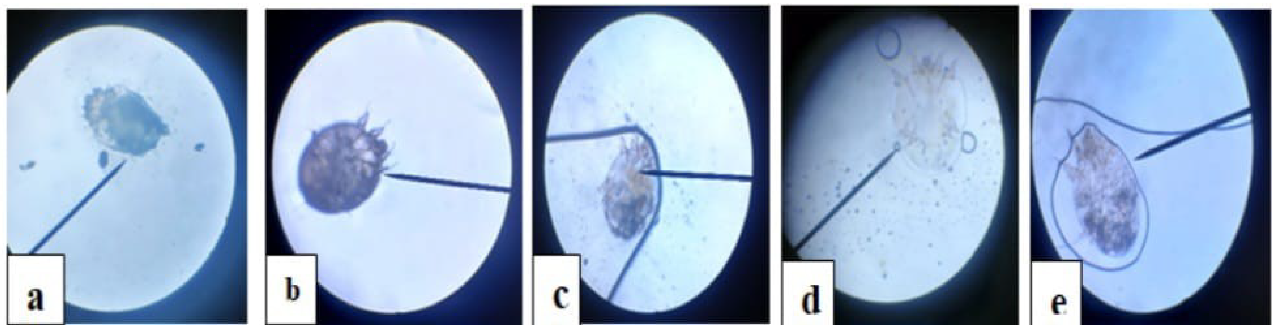 Vetsci 12 00333 g001