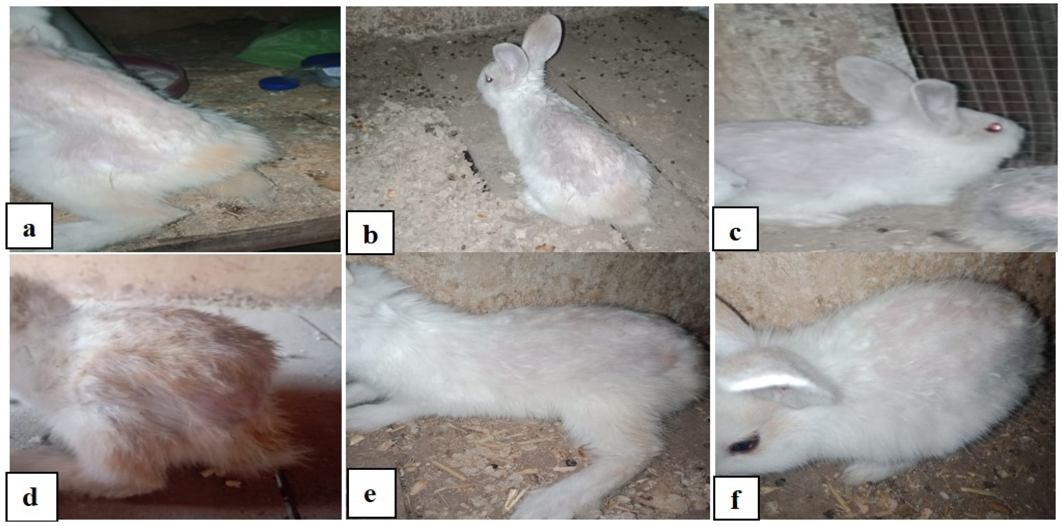 Vetsci 12 00333 g005