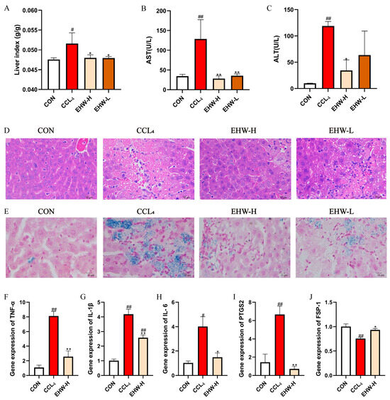 Euphorbia humifusa Willd. ex Schltdl. Mitigates Liver Injury via