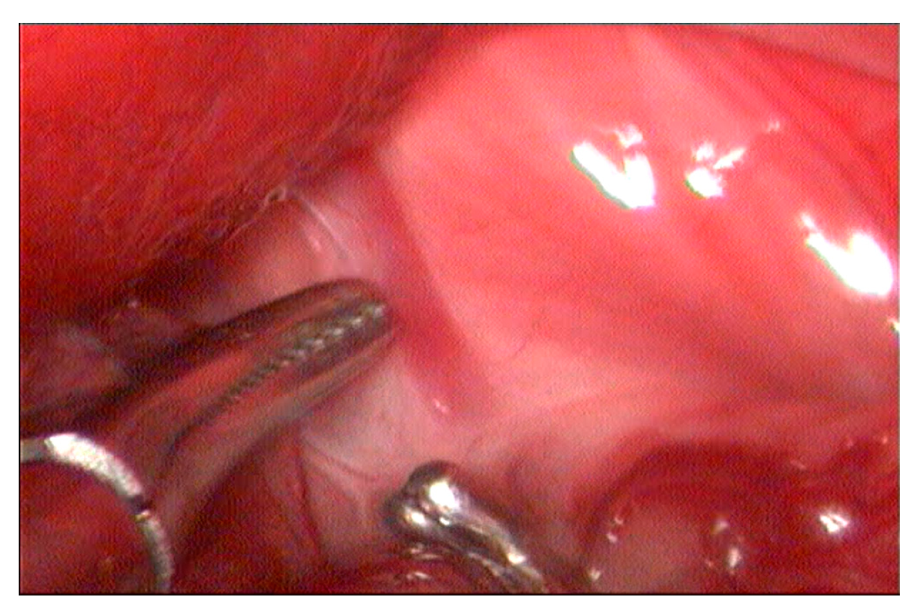 Vetsci 12 00351 g002