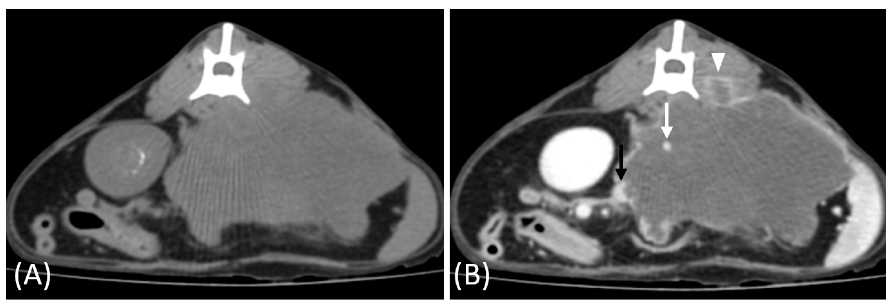 Vetsci 12 00360 g007