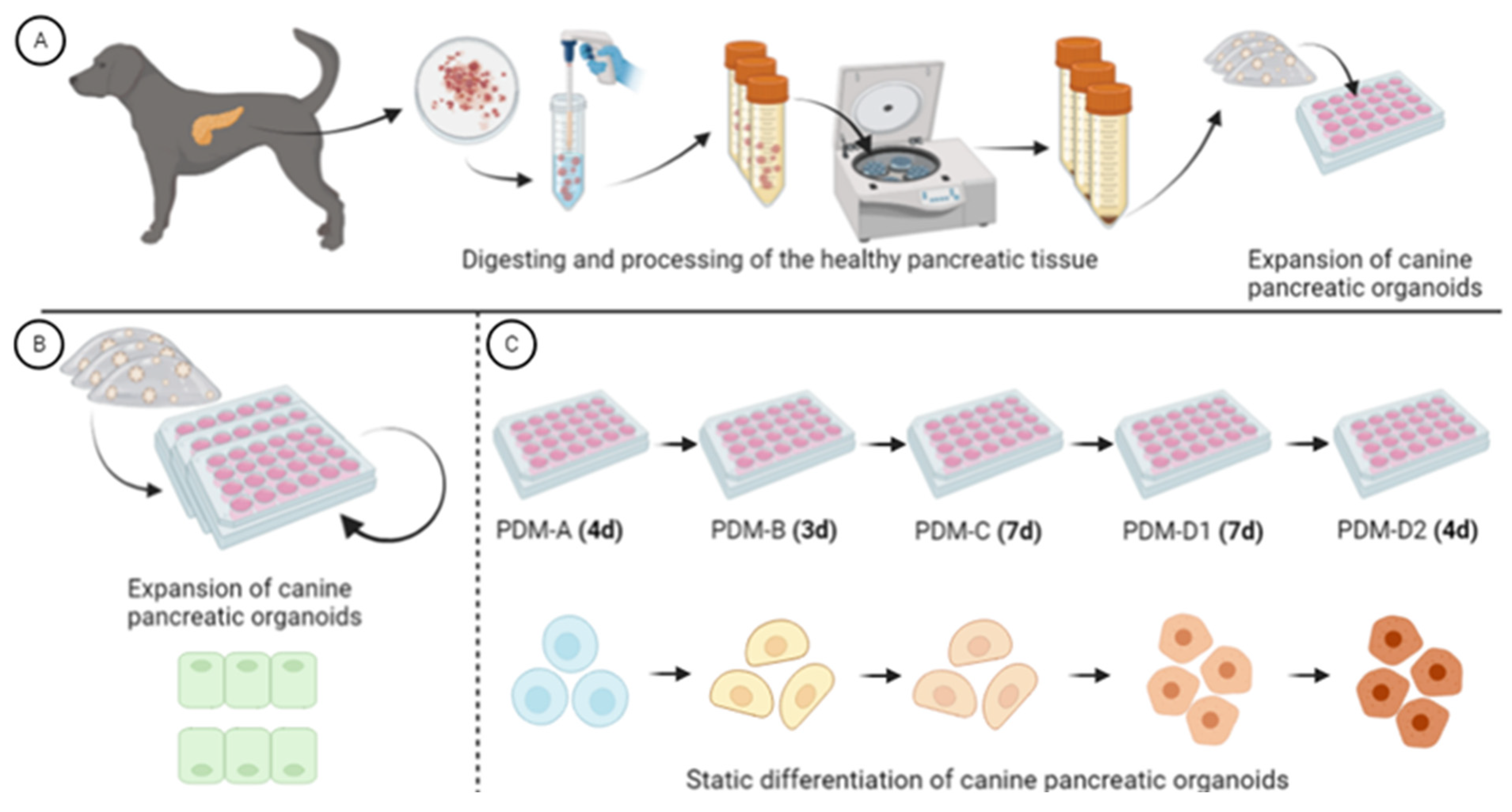 Vetsci 12 00362 g001