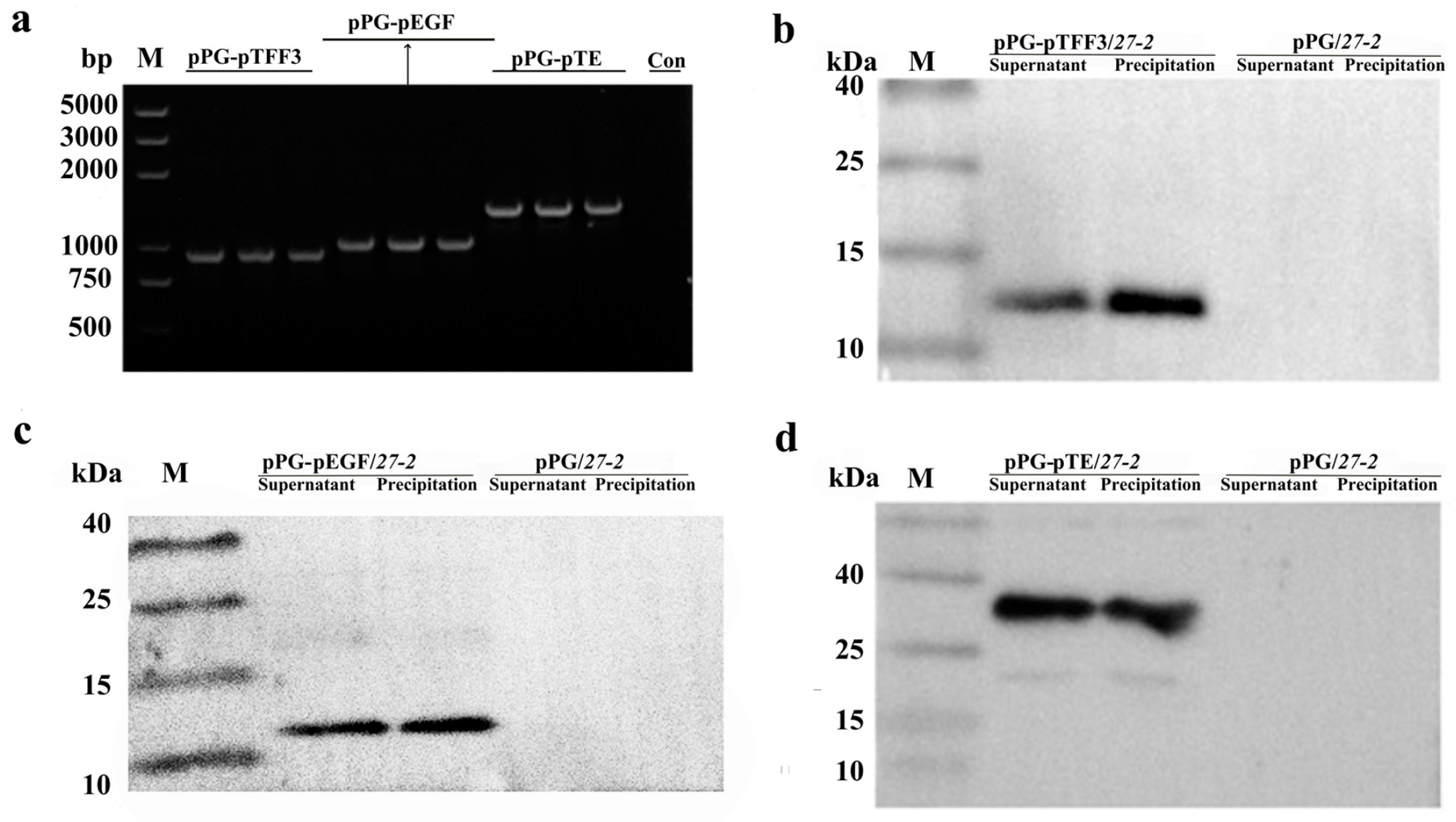 Vetsci 12 00365 g002