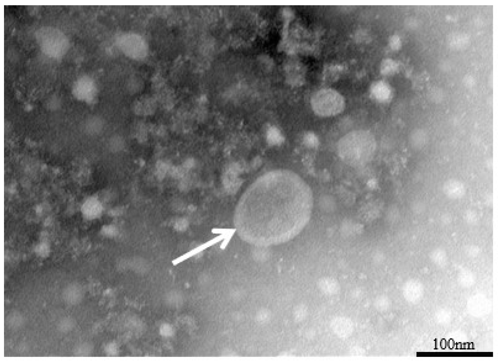 Vetsci 12 00367 g002