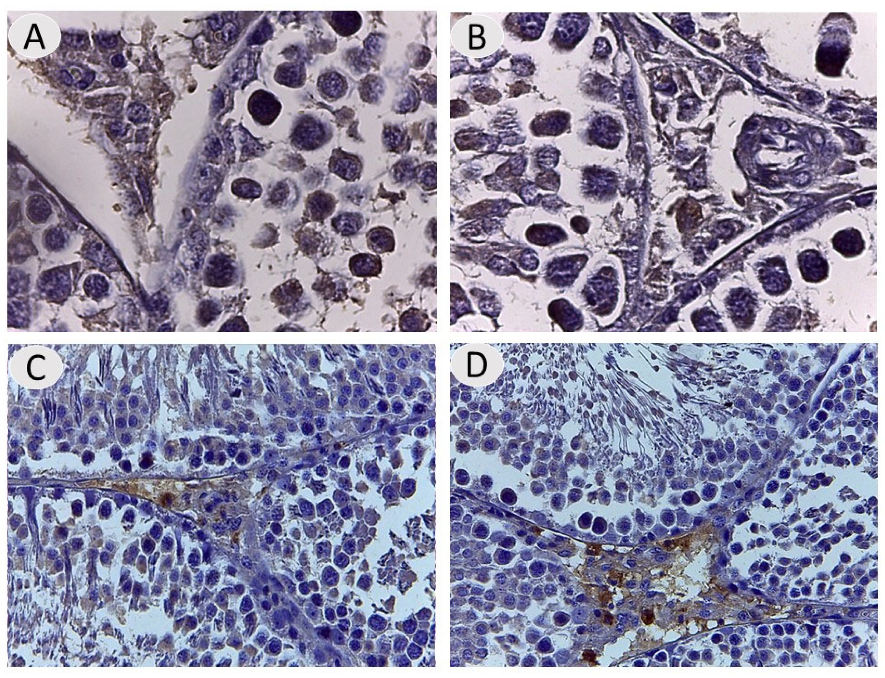 Vetsci 12 00371 g004