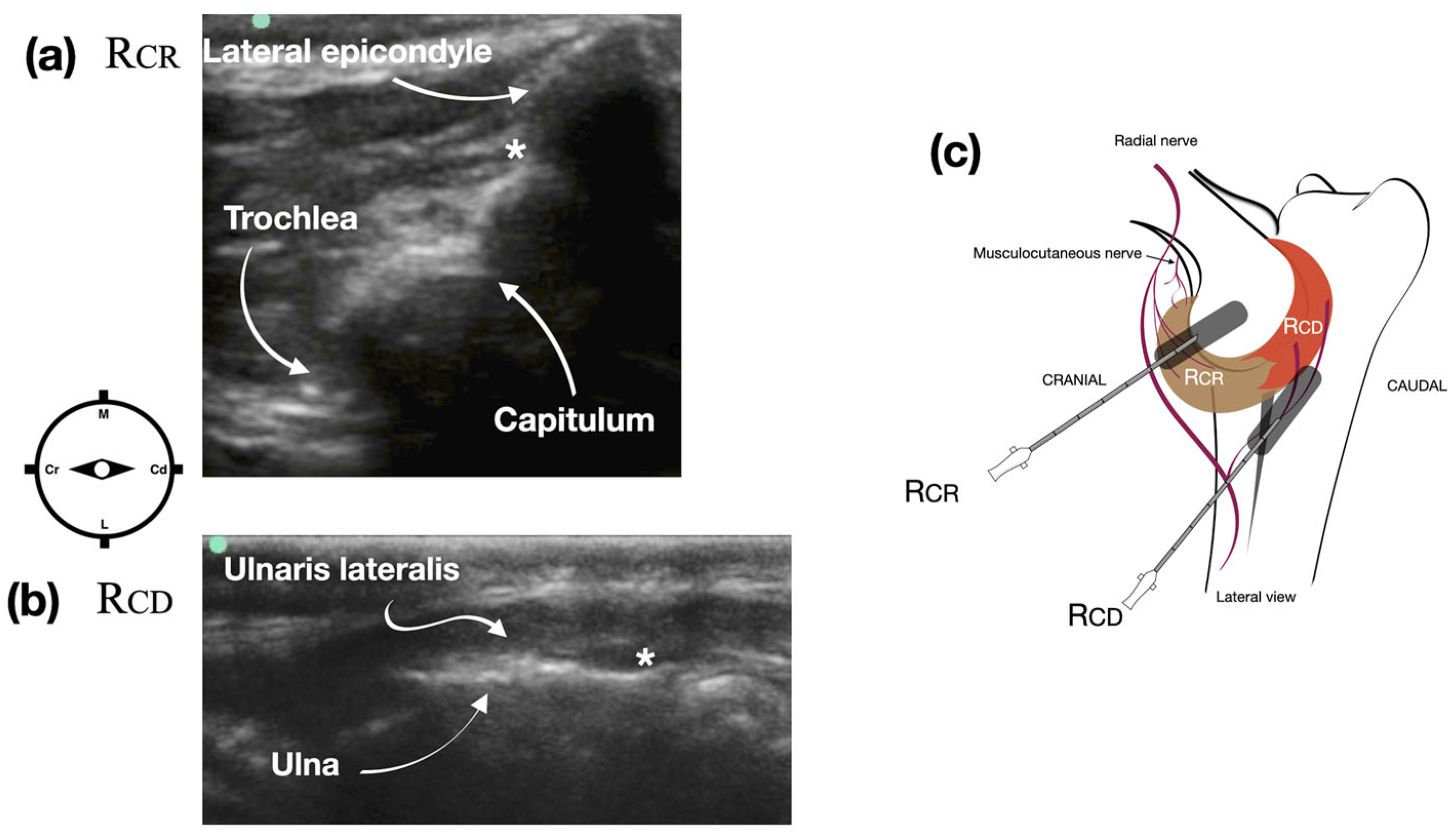 Vetsci 12 00374 g002