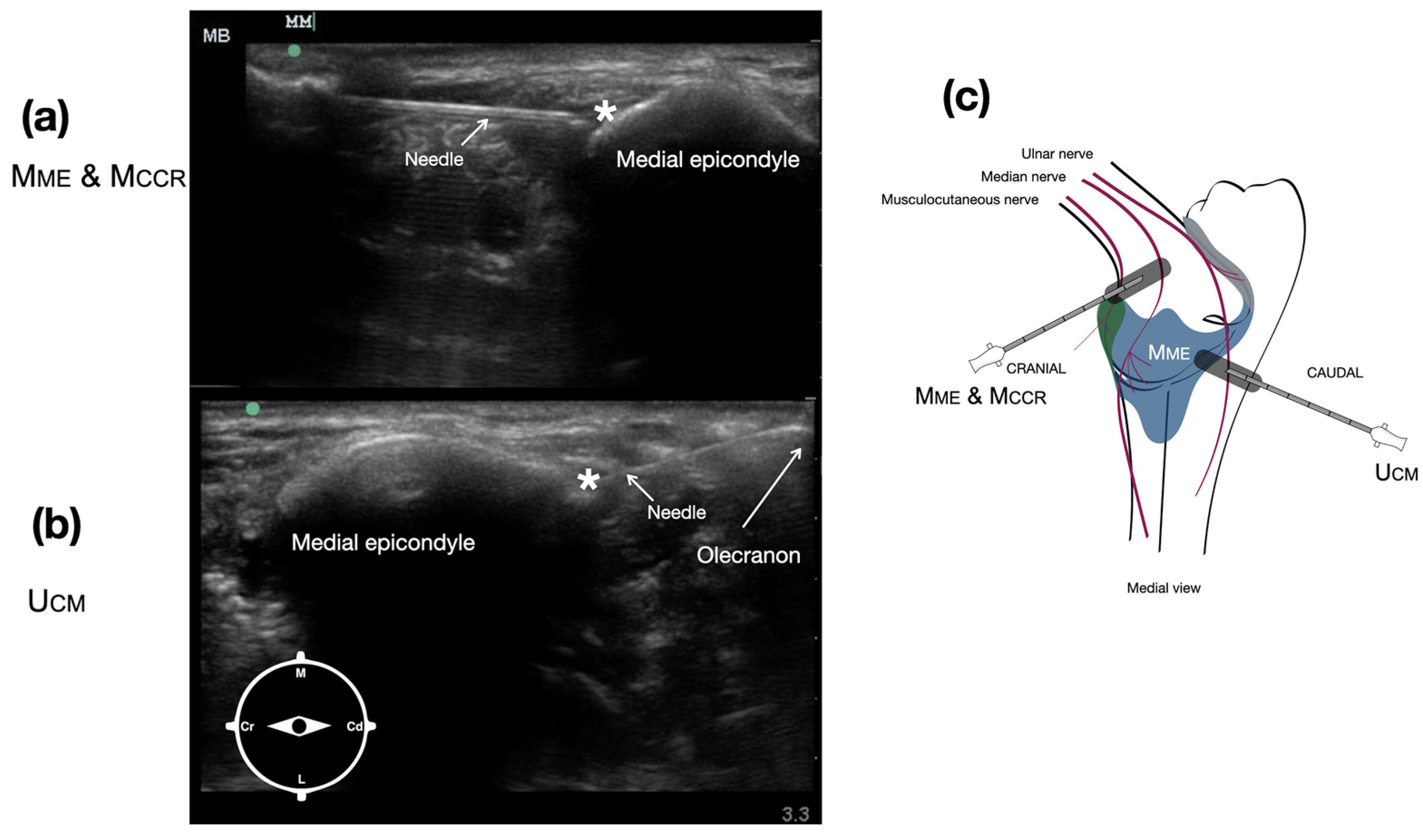 Vetsci 12 00374 g003