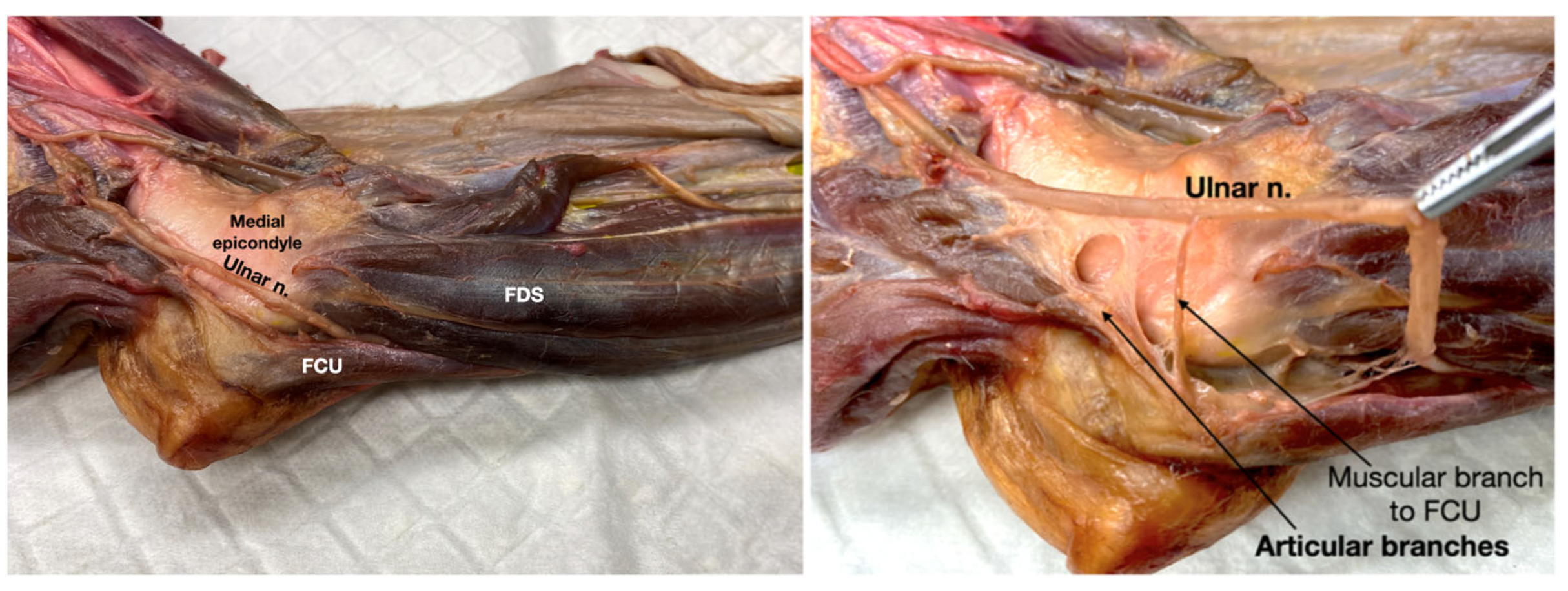 Vetsci 12 00374 g006