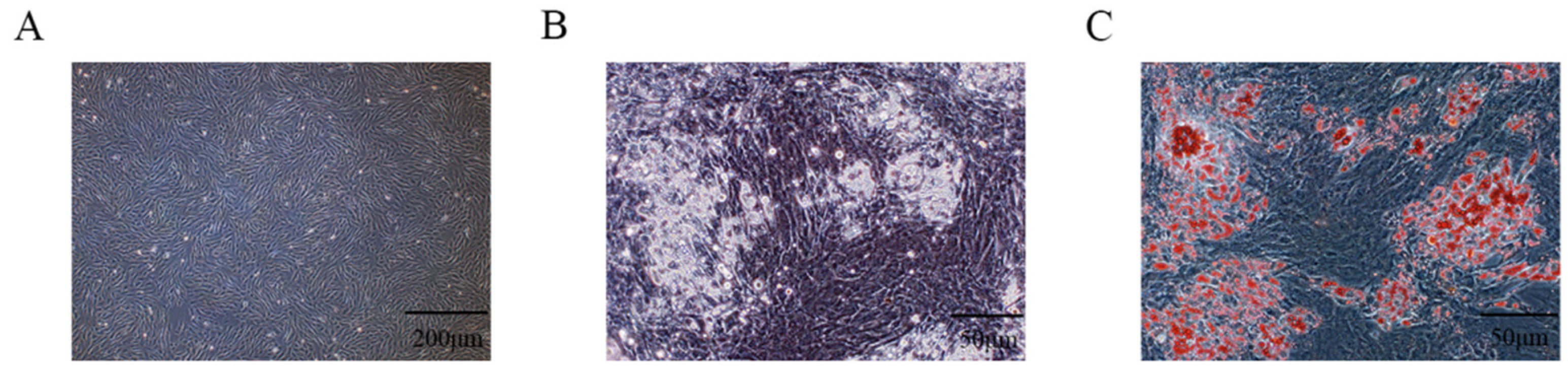 Vetsci 12 00375 g001