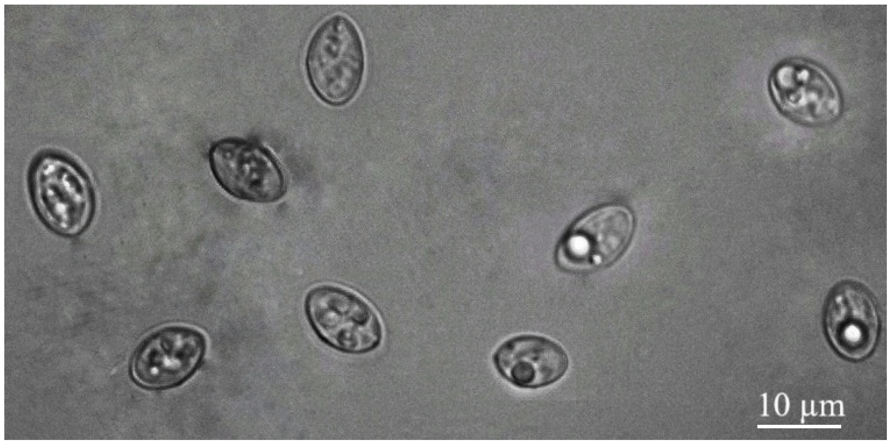 Vetsci 12 00379 g001