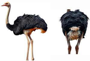 Vetsci 12 00380 i001