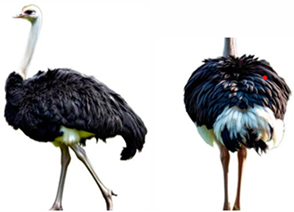 Vetsci 12 00380 i003