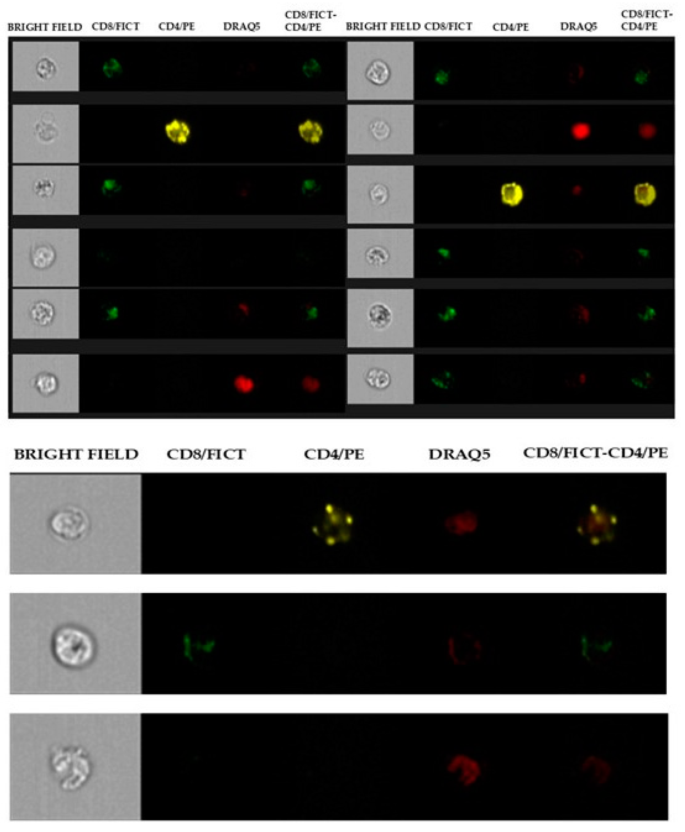 Vetsci 12 00386 g002