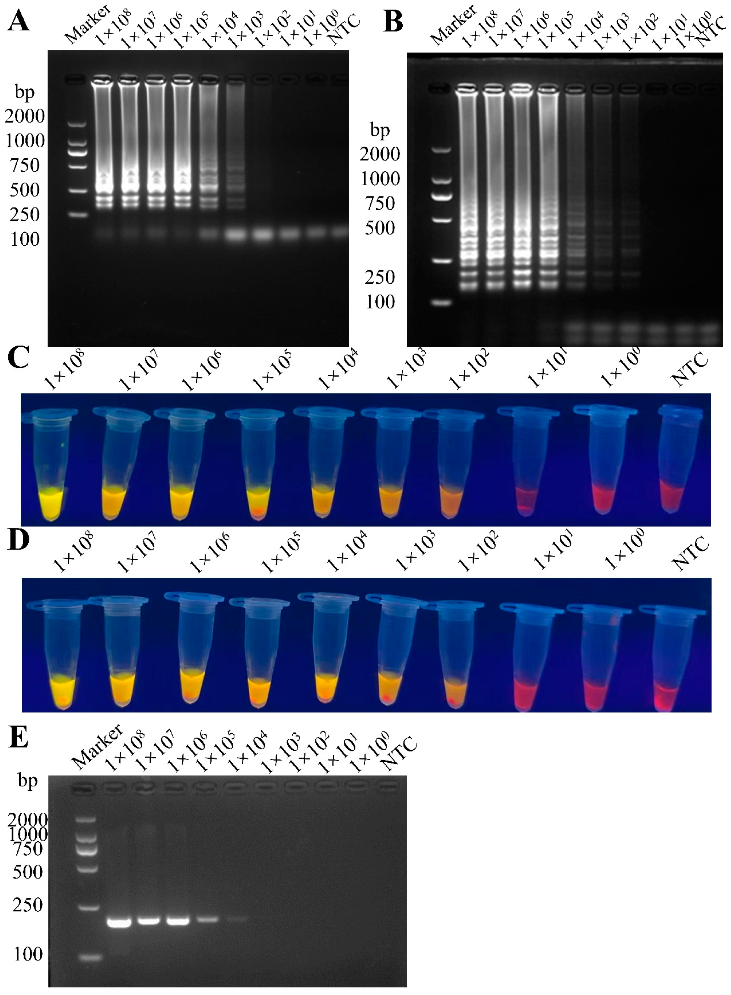 Vetsci 12 00399 g004