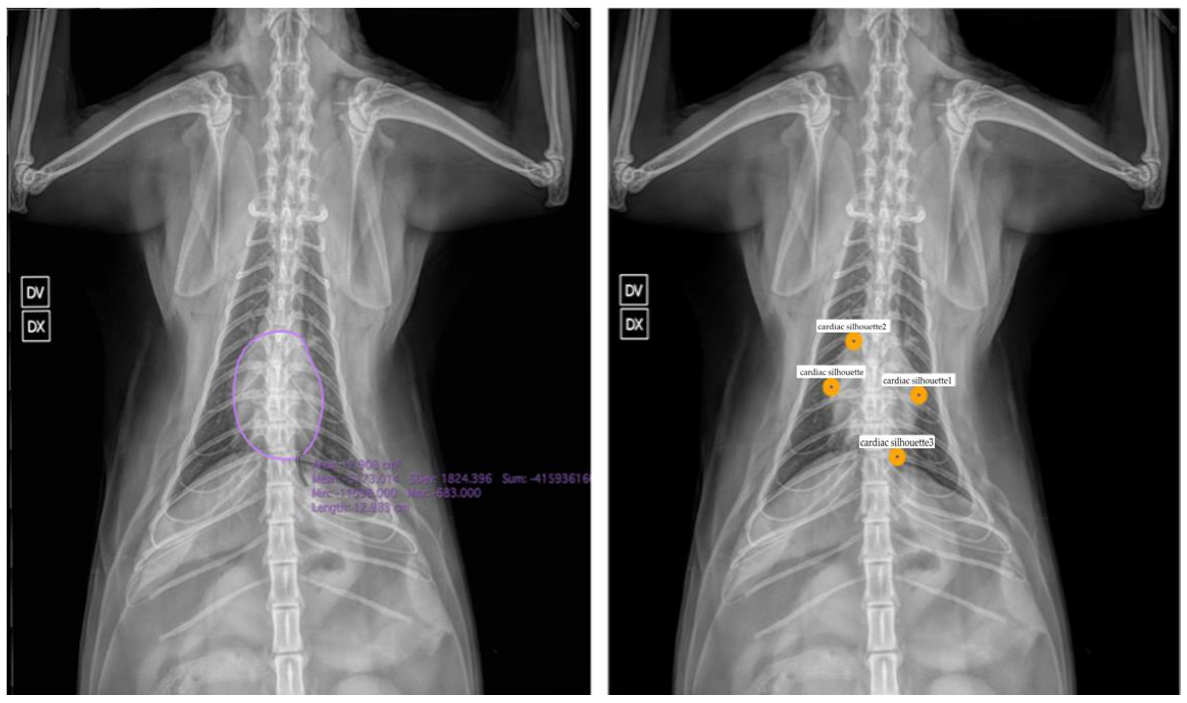 Vetsci 12 00404 g001